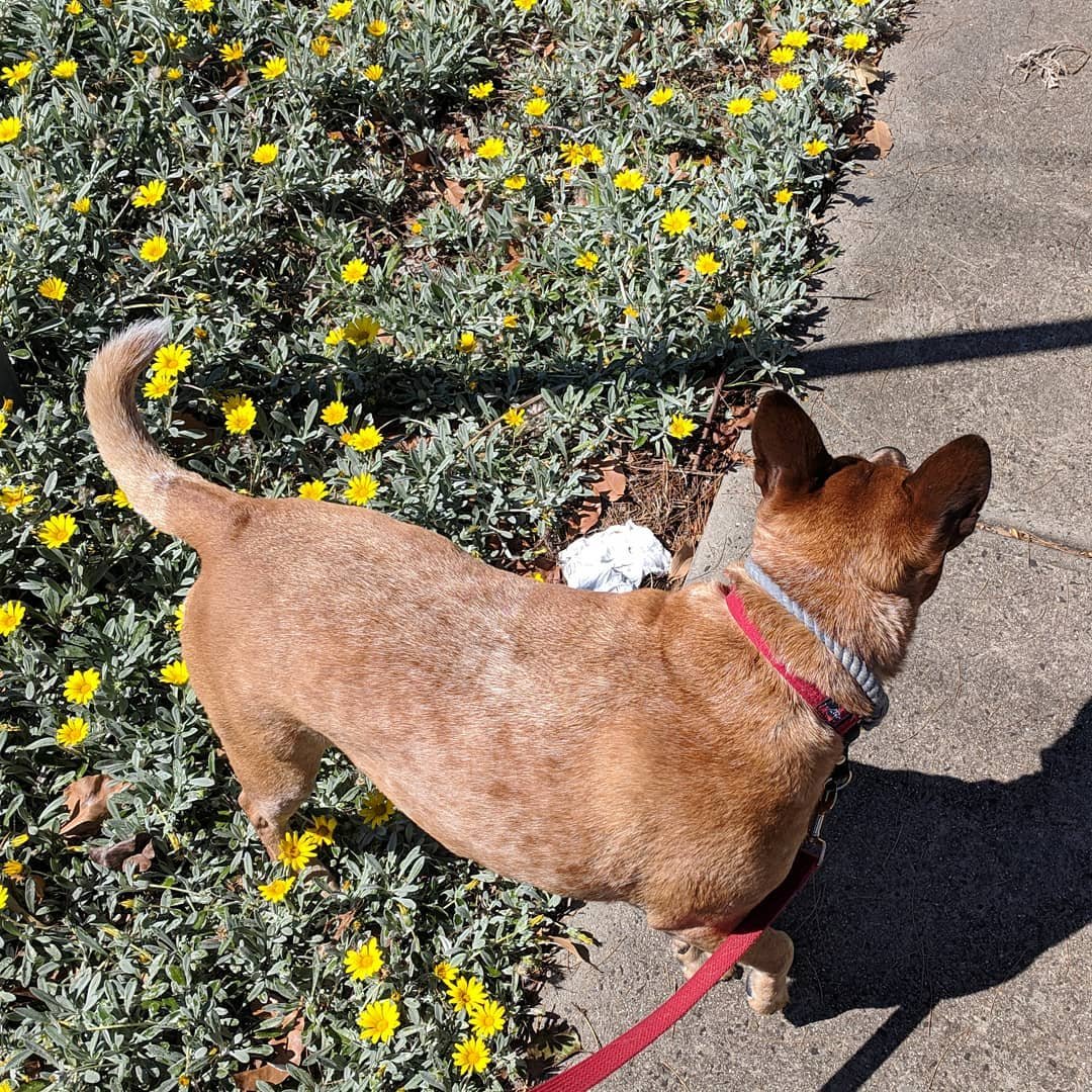  Wait...is that a dog barking at the end of the street? #sundaywalk #redheeler #rescuedog 