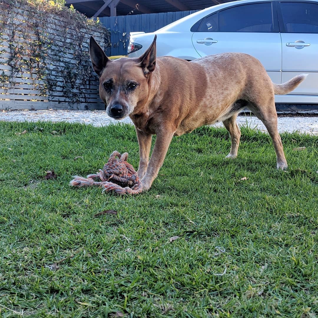  (1) Delicious toy! (2) Nom, nom. (3) What? (4) What was that behind you? #thoughtsofdog #playingtug #winner #eveningplaytime #redheeler #rescuedog 