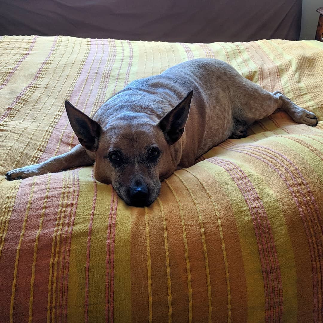  Chilling out after her morning walk with @nadianiaz. One of the nice things you get to see when you work from home for the day :) #flexibleworking #redheeler #rescuedog #australiancattledog 