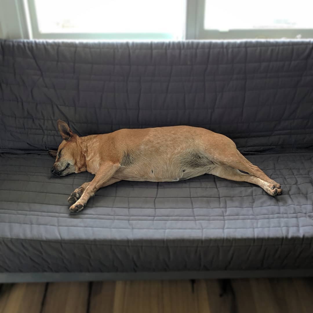  Saturday afternoon nap - the kind you can take only *after* the vacuuming has been done :) #redheeler #rescuedog #stretchedout 