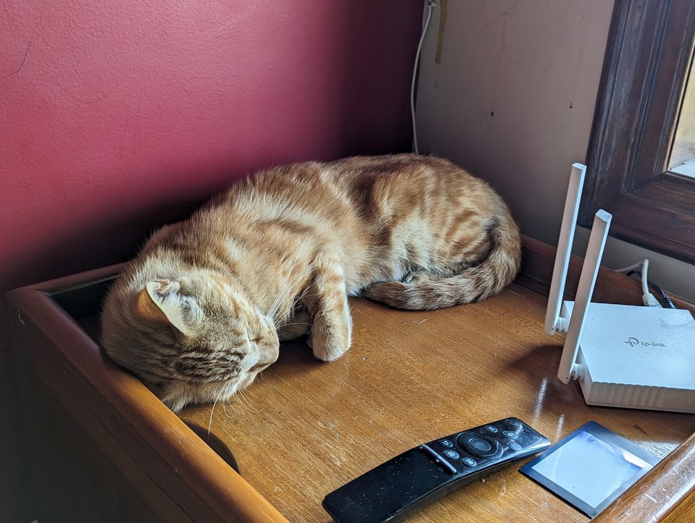 Toffee asleep in his usual spot