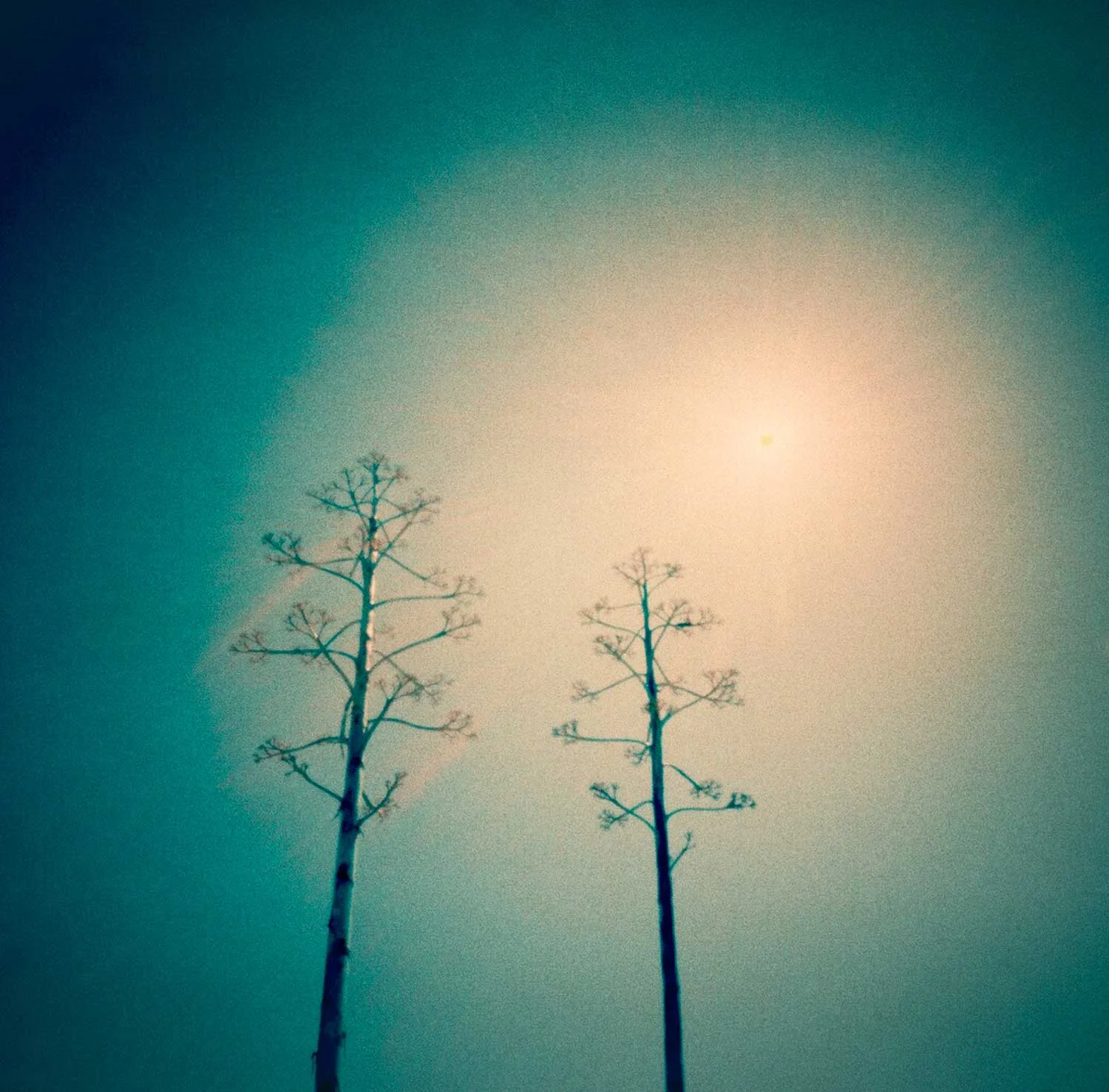 Tracey Taylor Photography-25.jpg