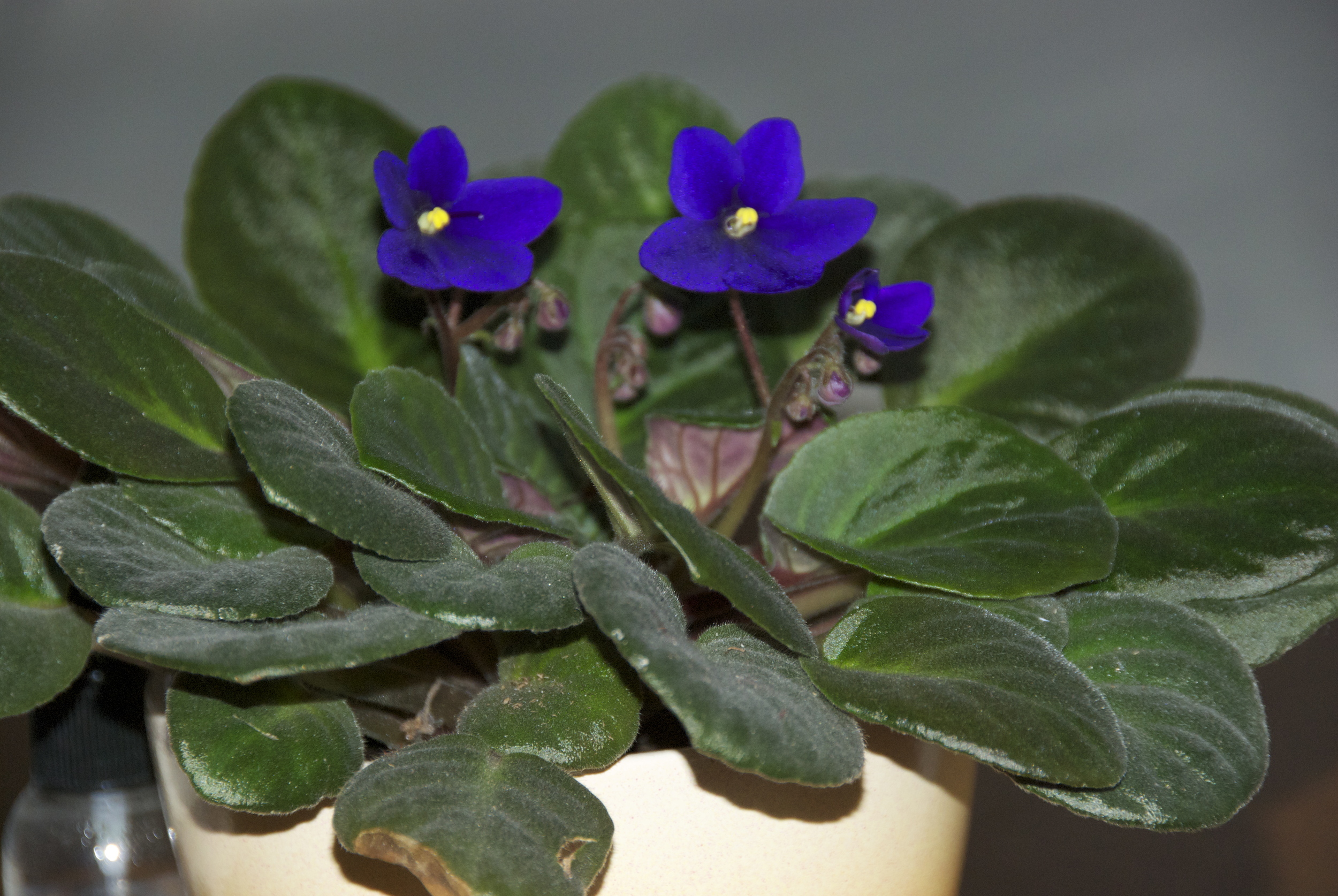 The African Violet