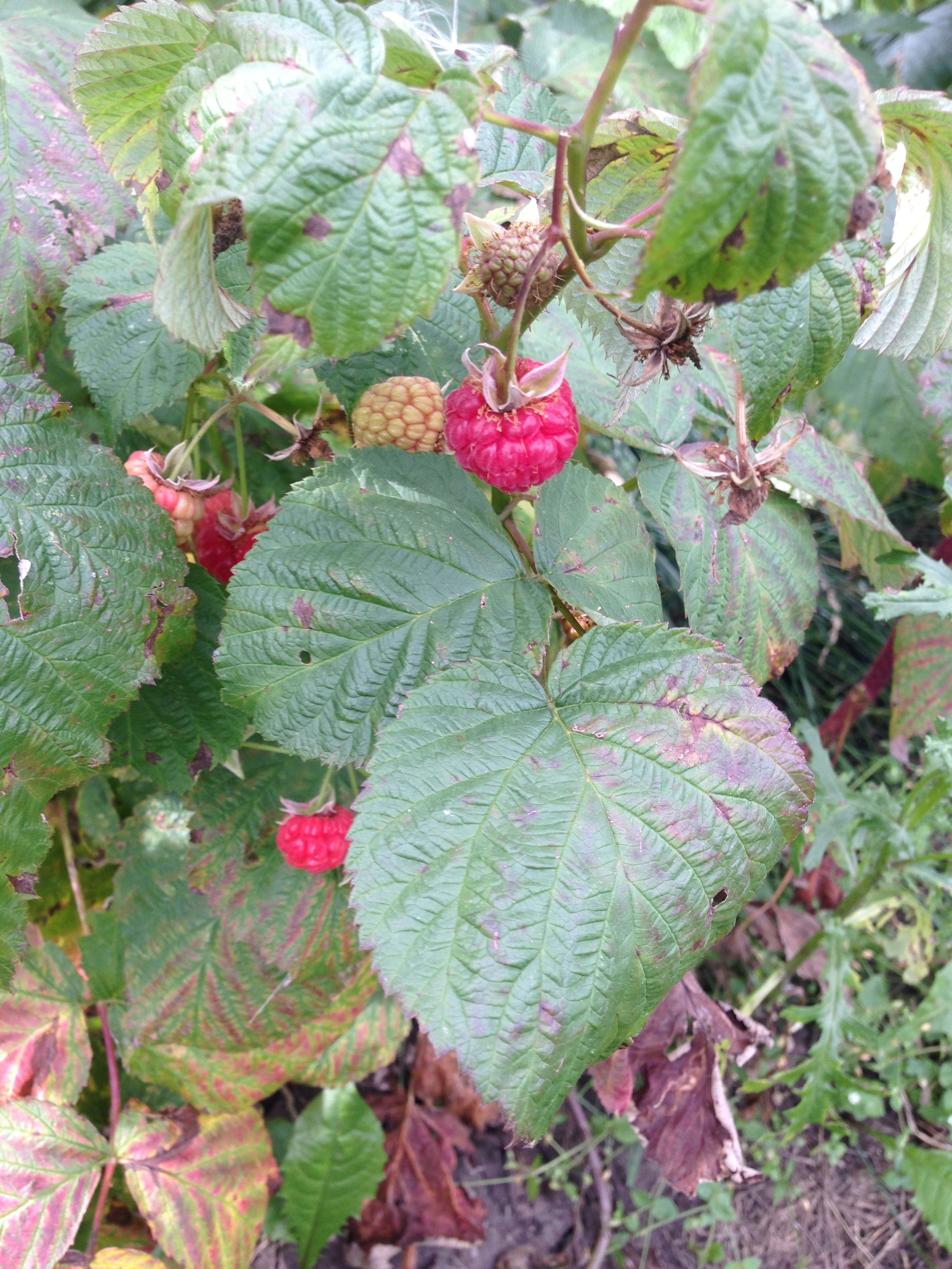 Step 1: Find the Berries
