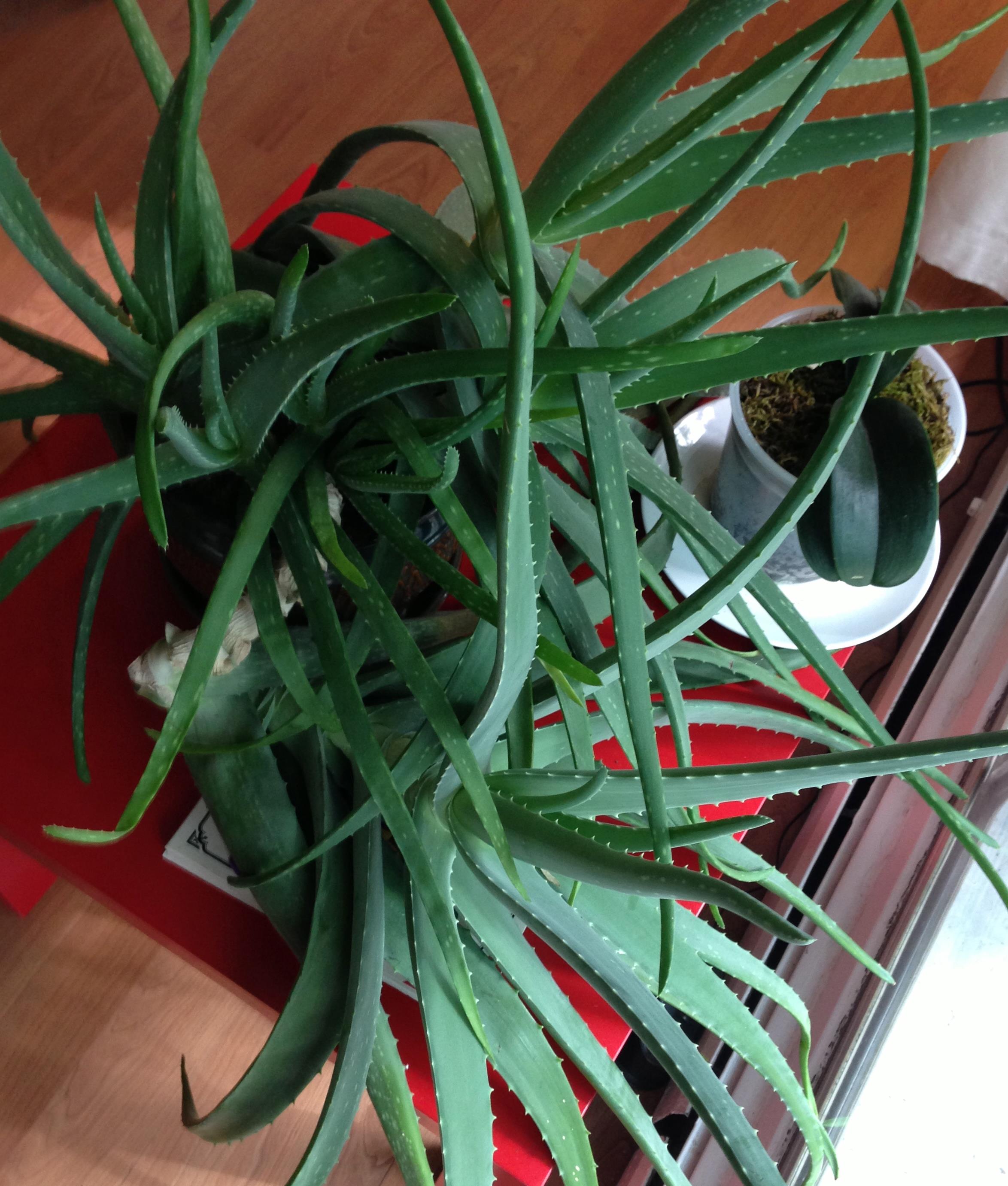 The Taming Of The Aloe Vera The Half Assed Hobbyist