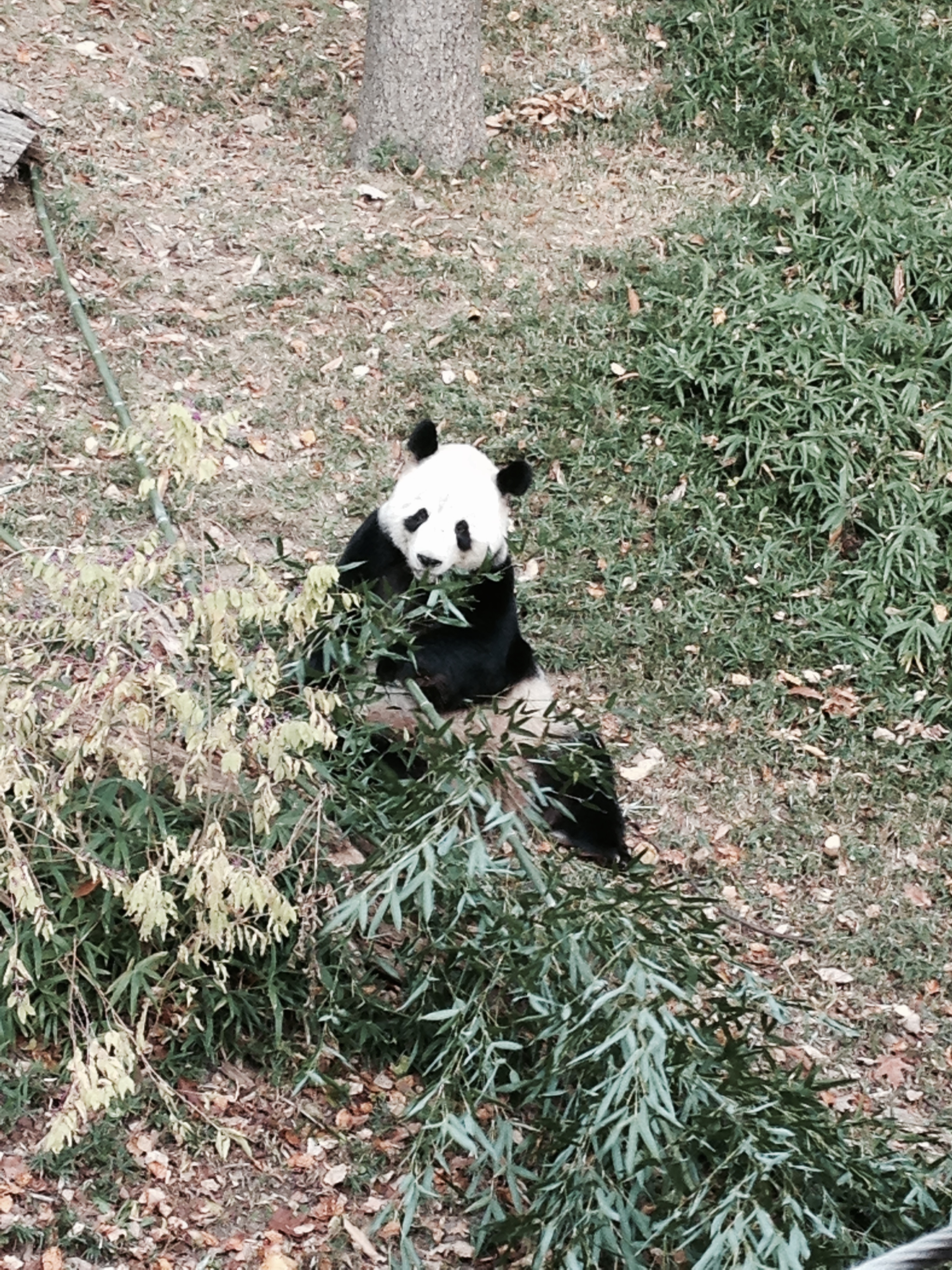 A real life Panda!