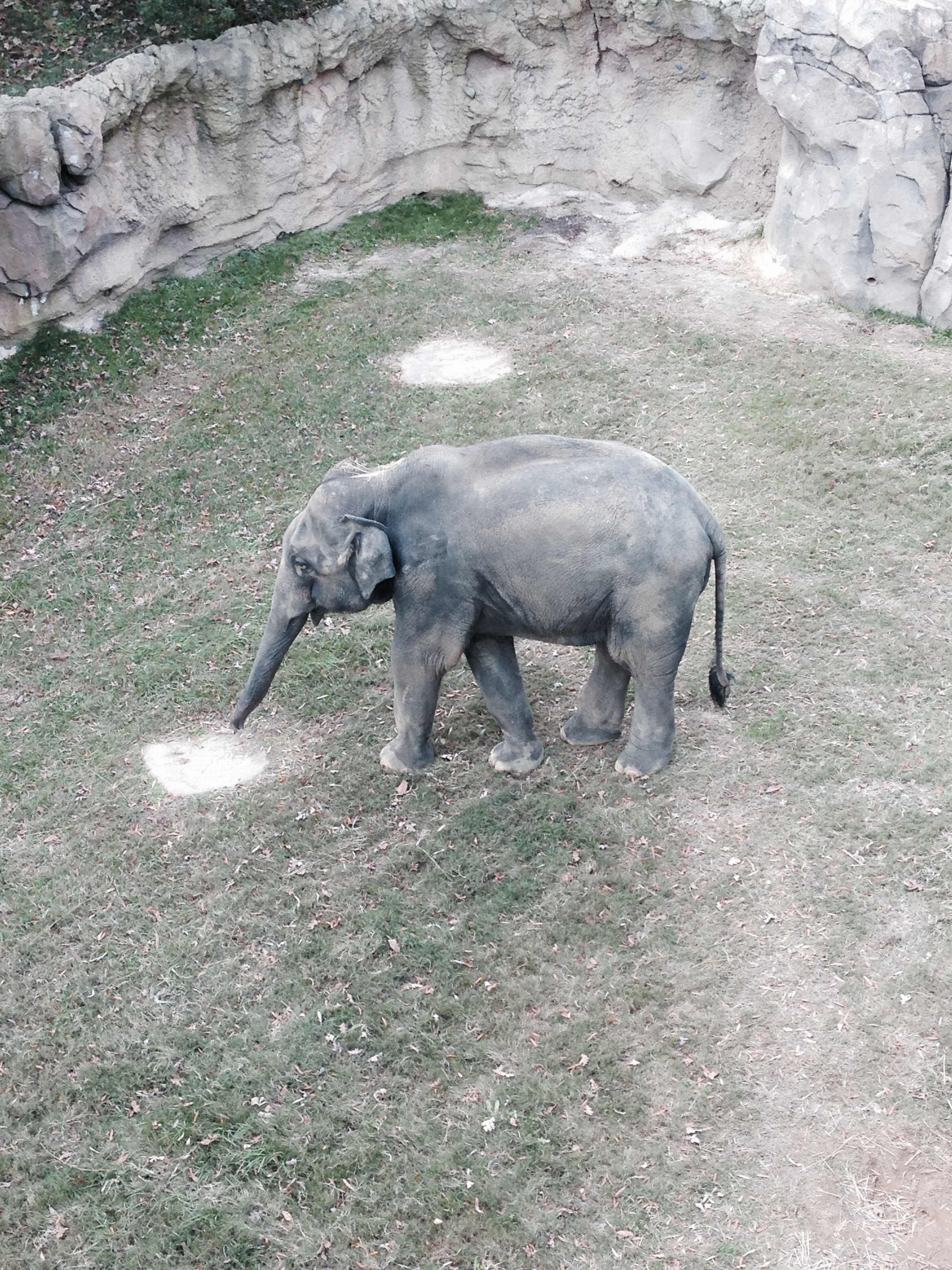 Tini Tiny Asian Elephant