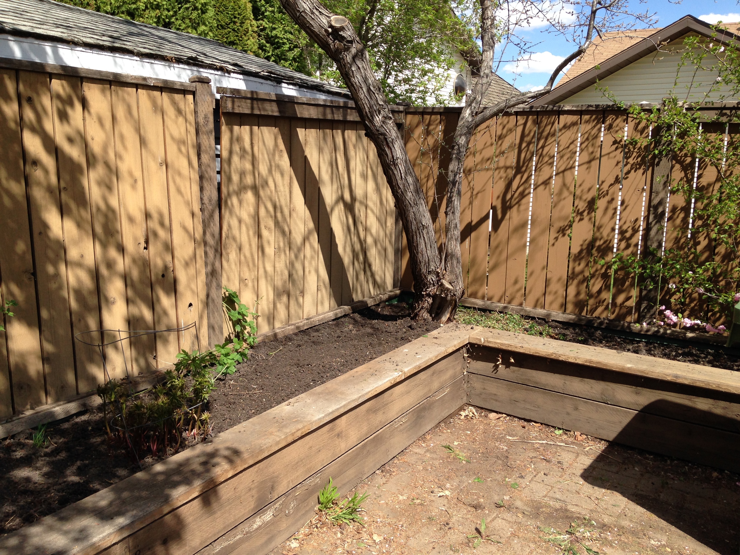 After: Peonies and some kind of surprise vine!