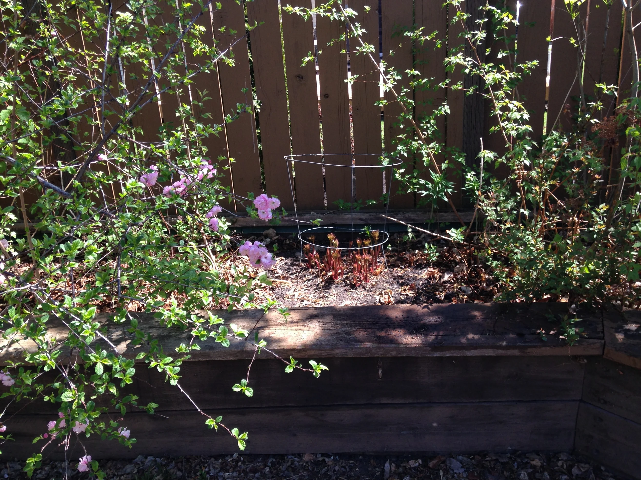 Peony poking out from the mess. Hi Peony!