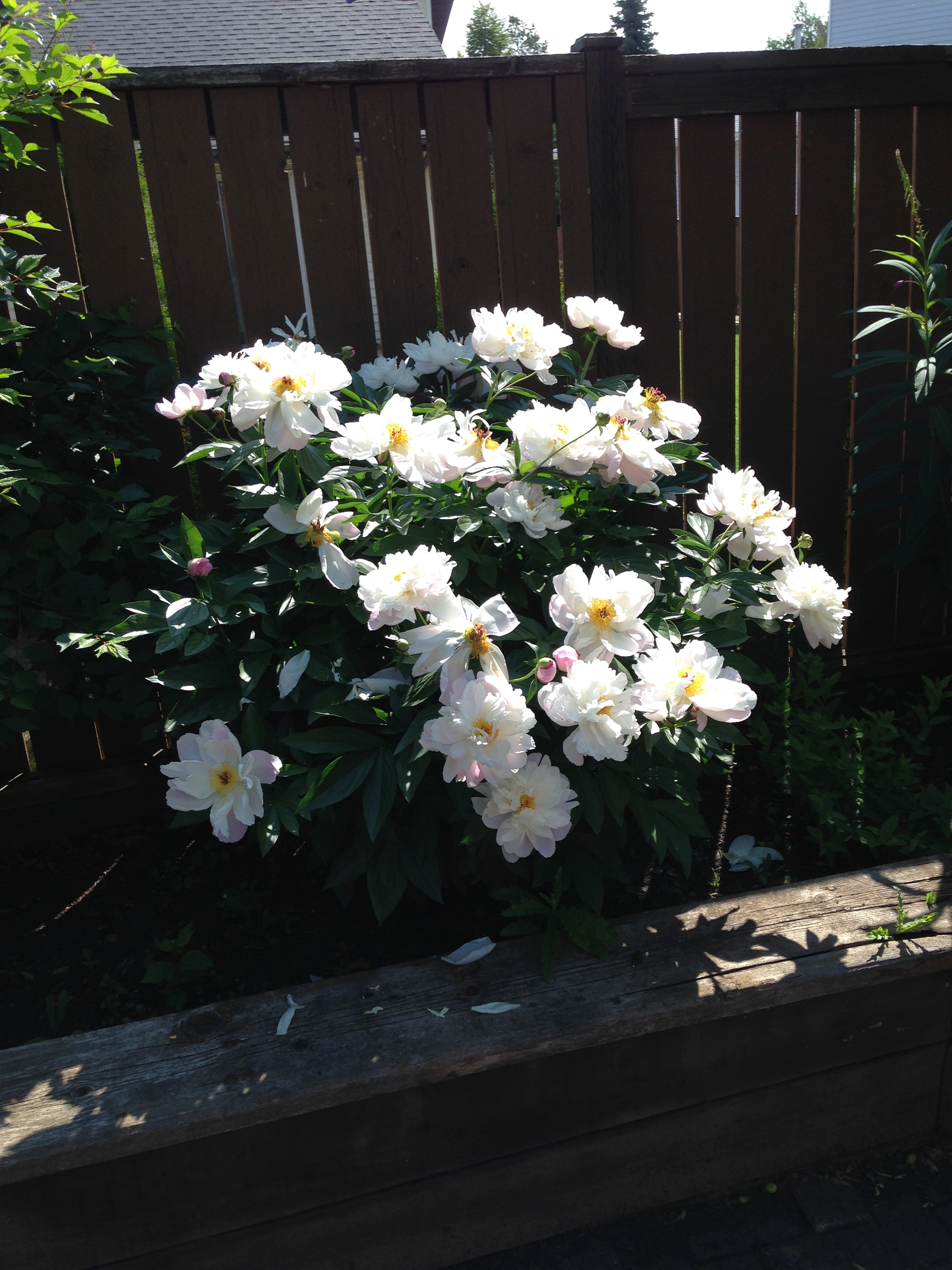Peonies in Bloom