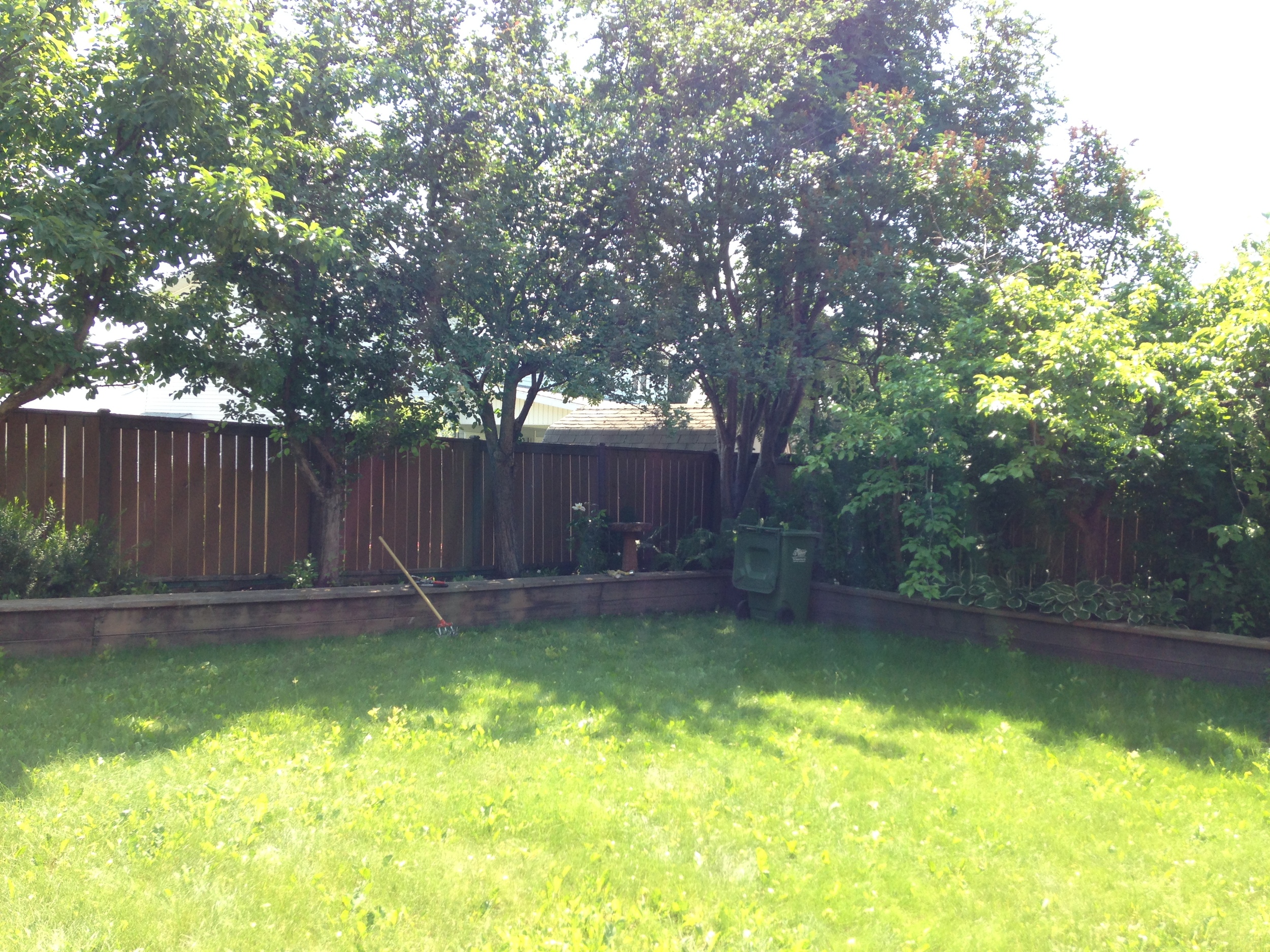 Backyard in Green - Summer