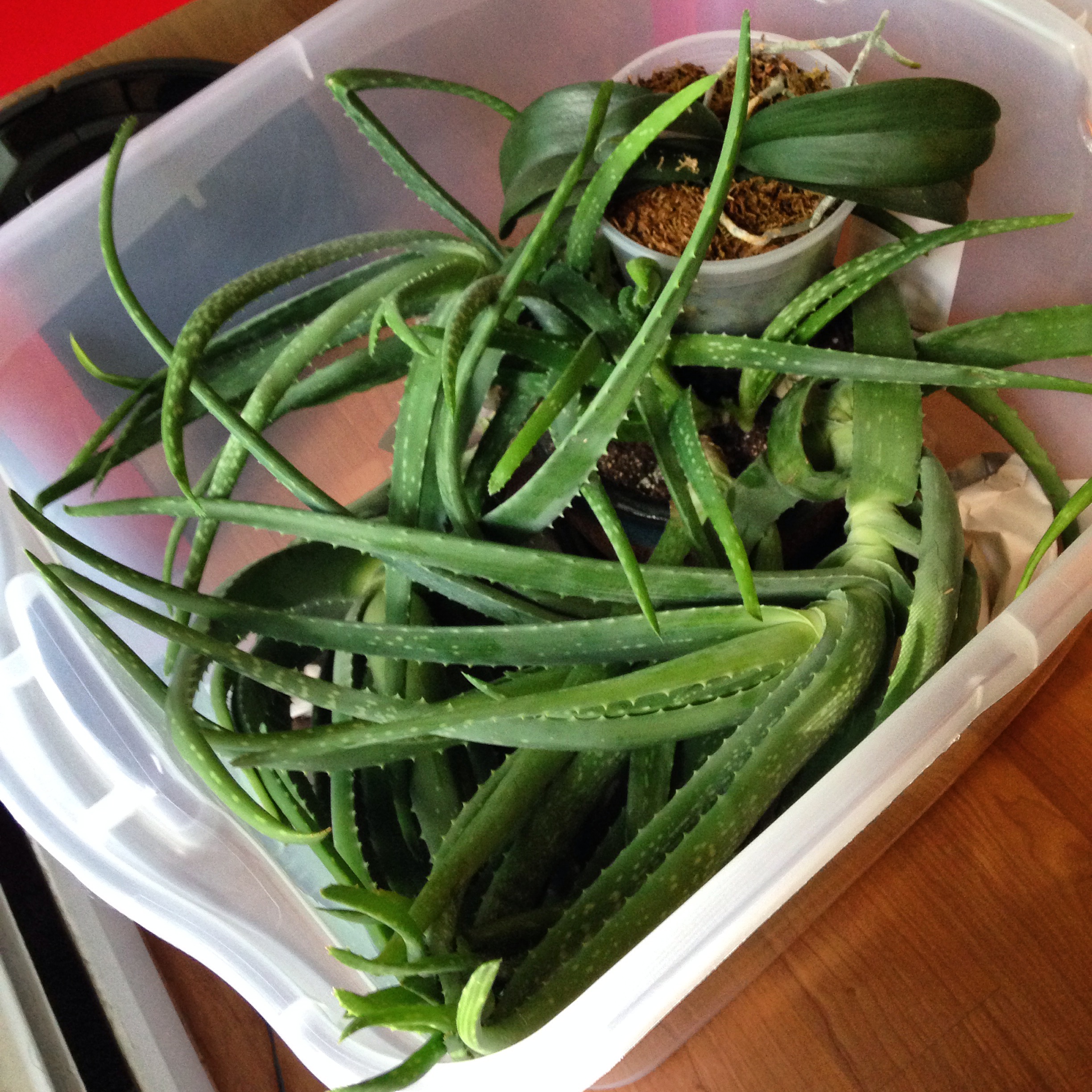 Plants in a box!