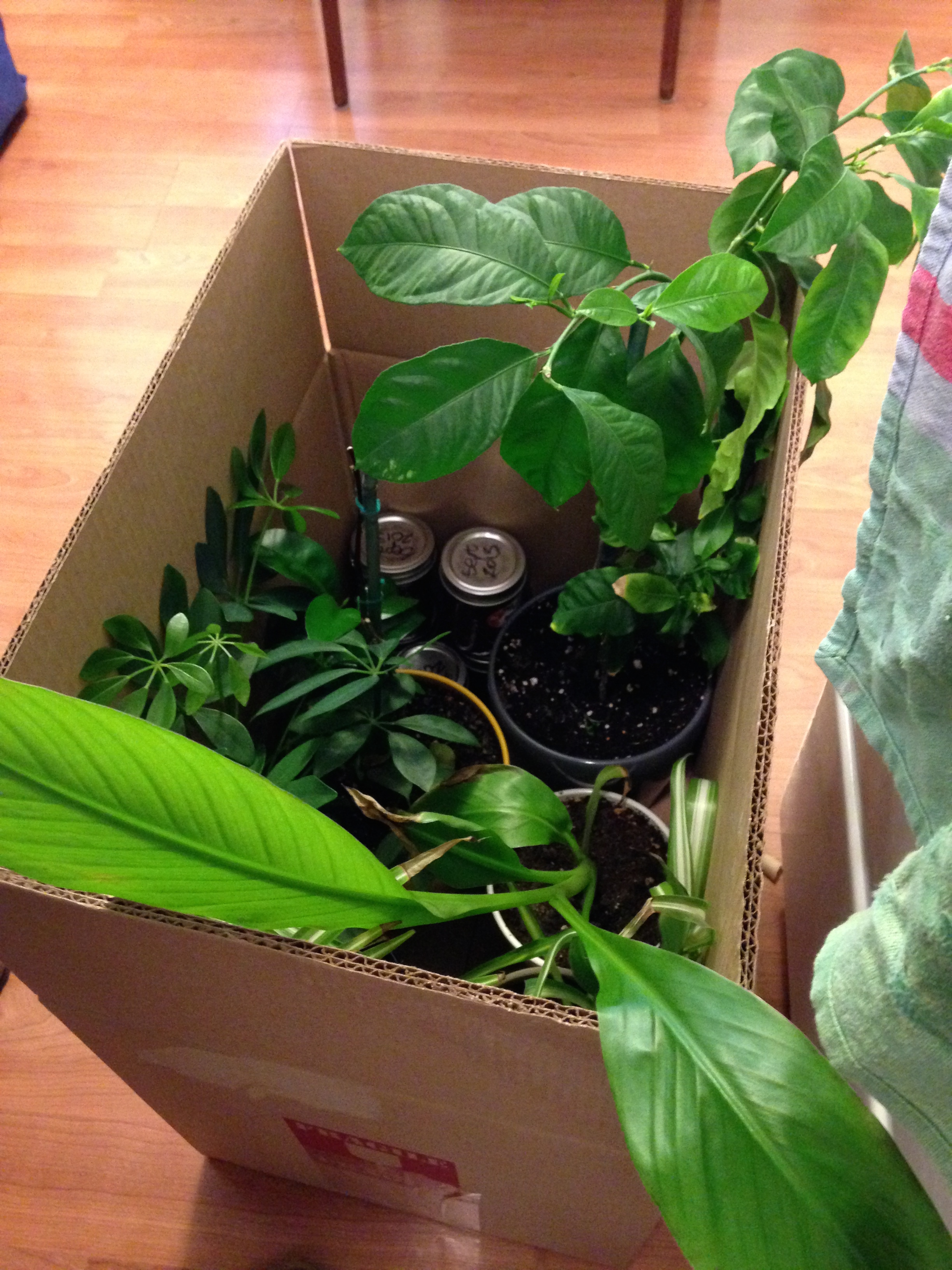 Bye bye plants!