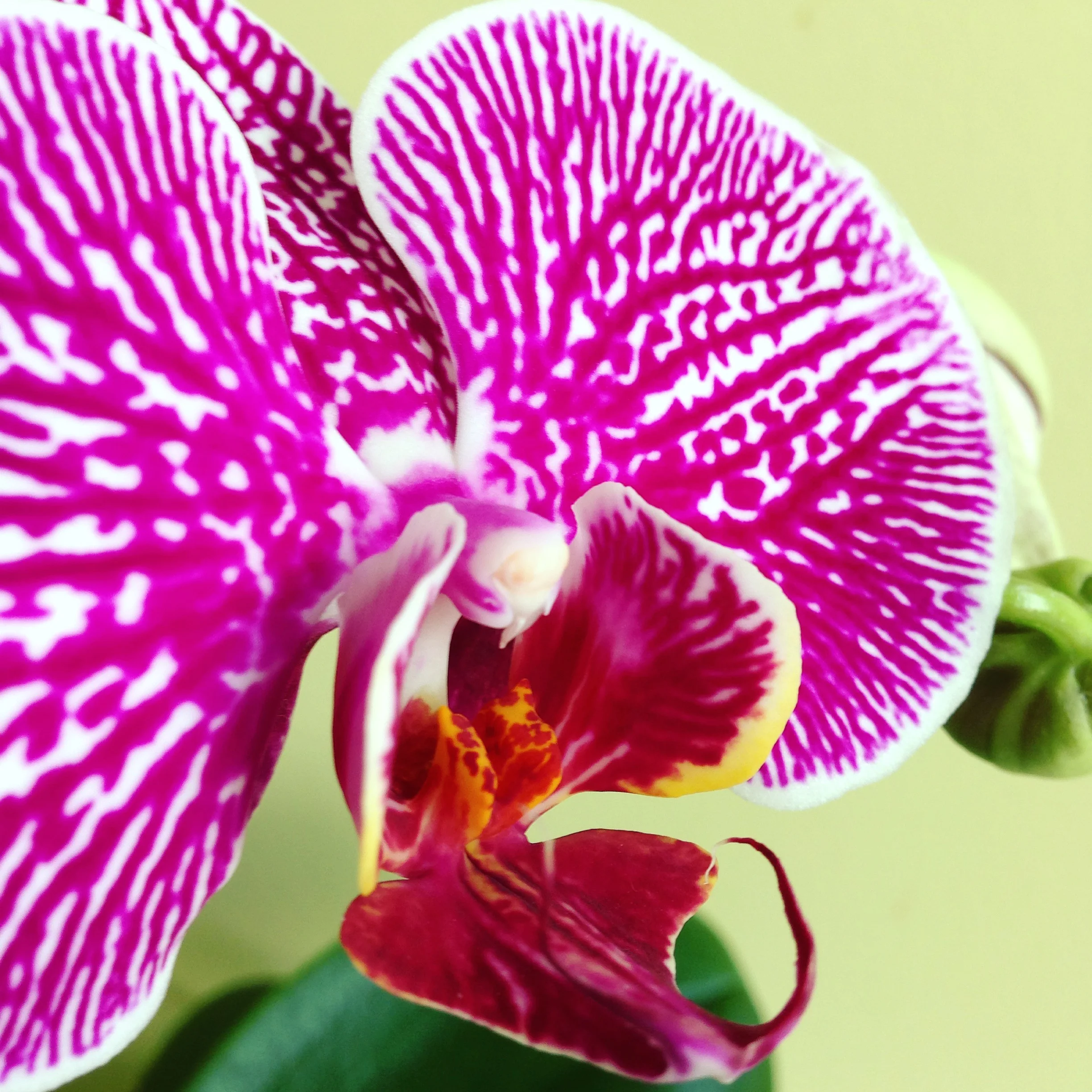 The Orchid Continues