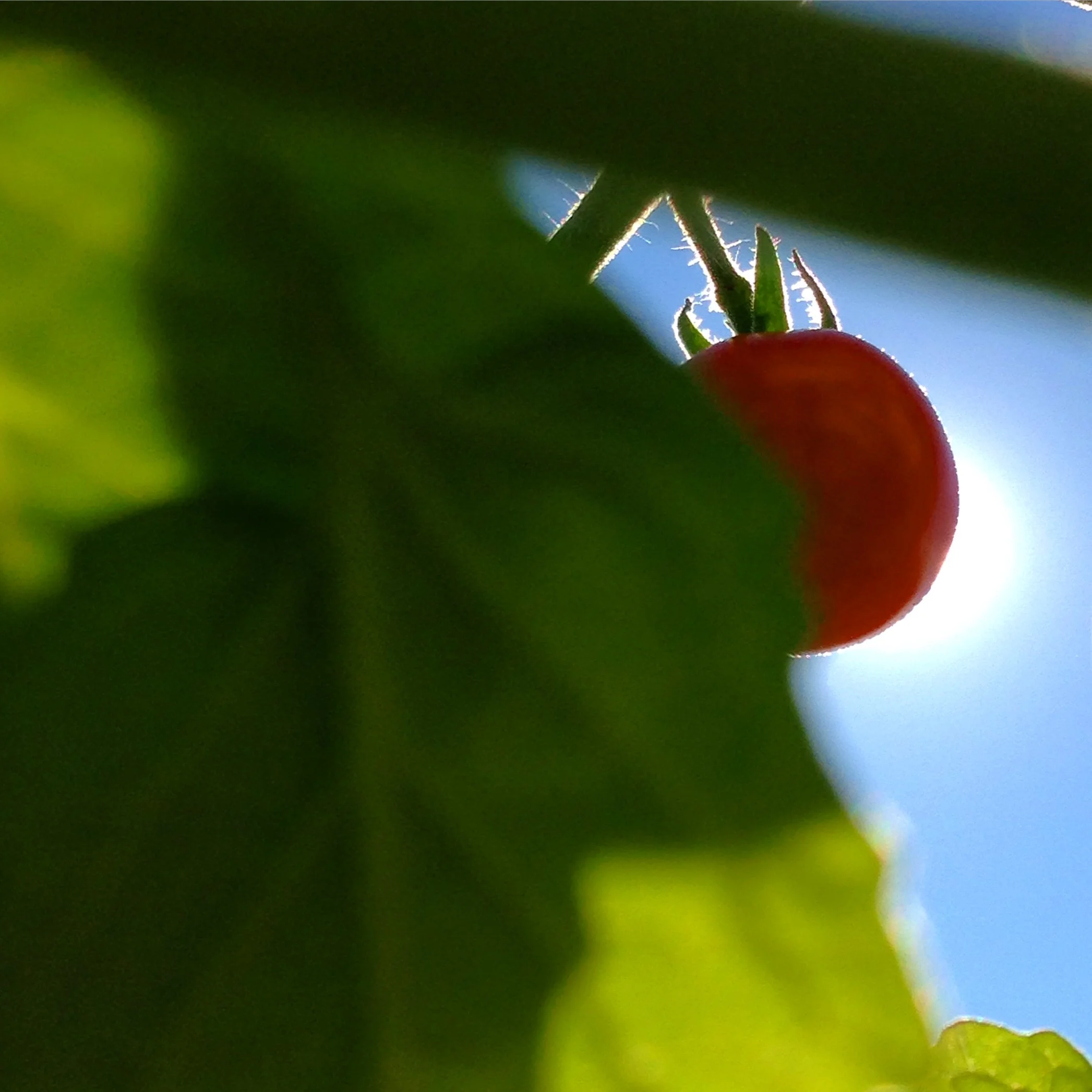 Plantlings to Ploddlers to Tiny Tomatoes
