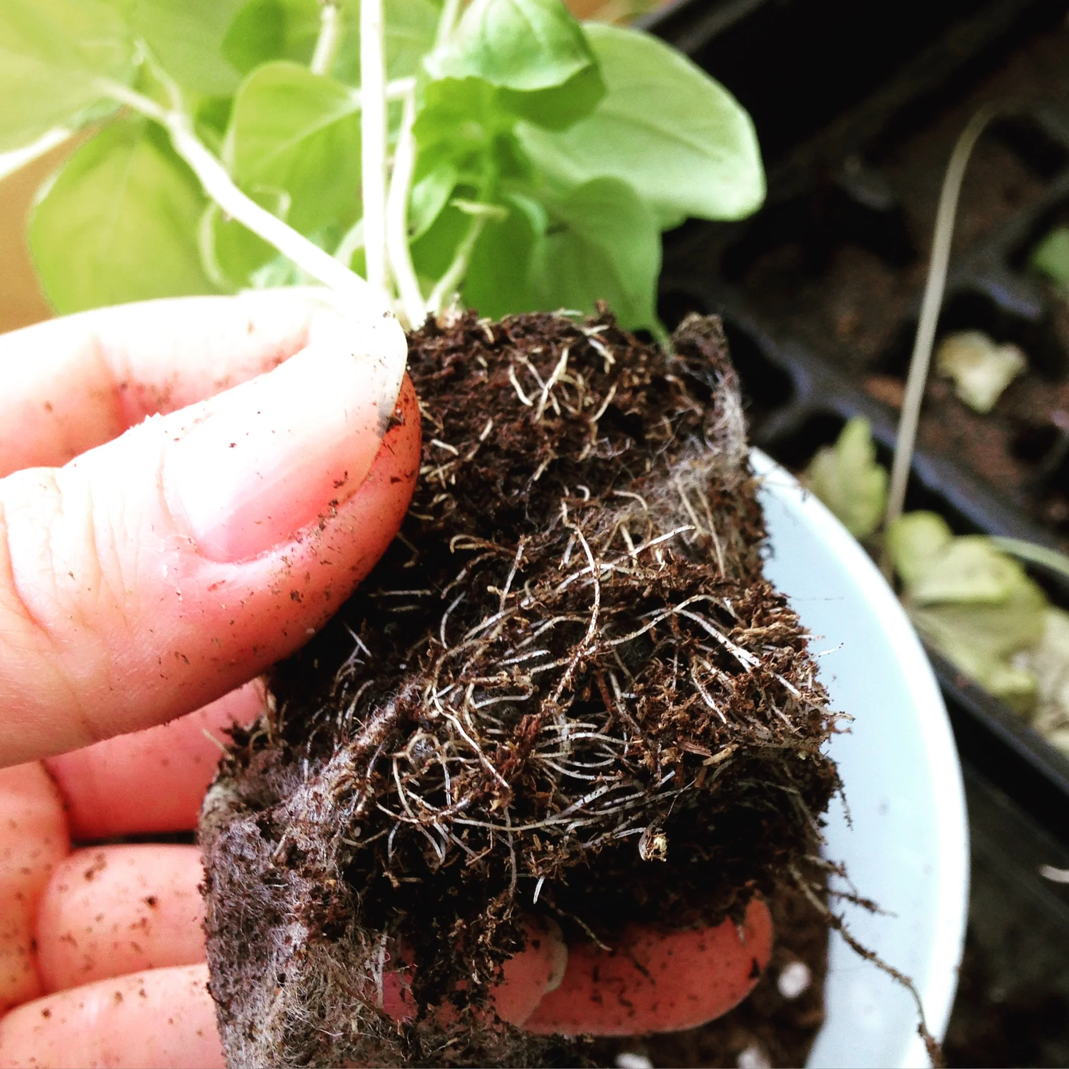 The Last Sunlight Bender