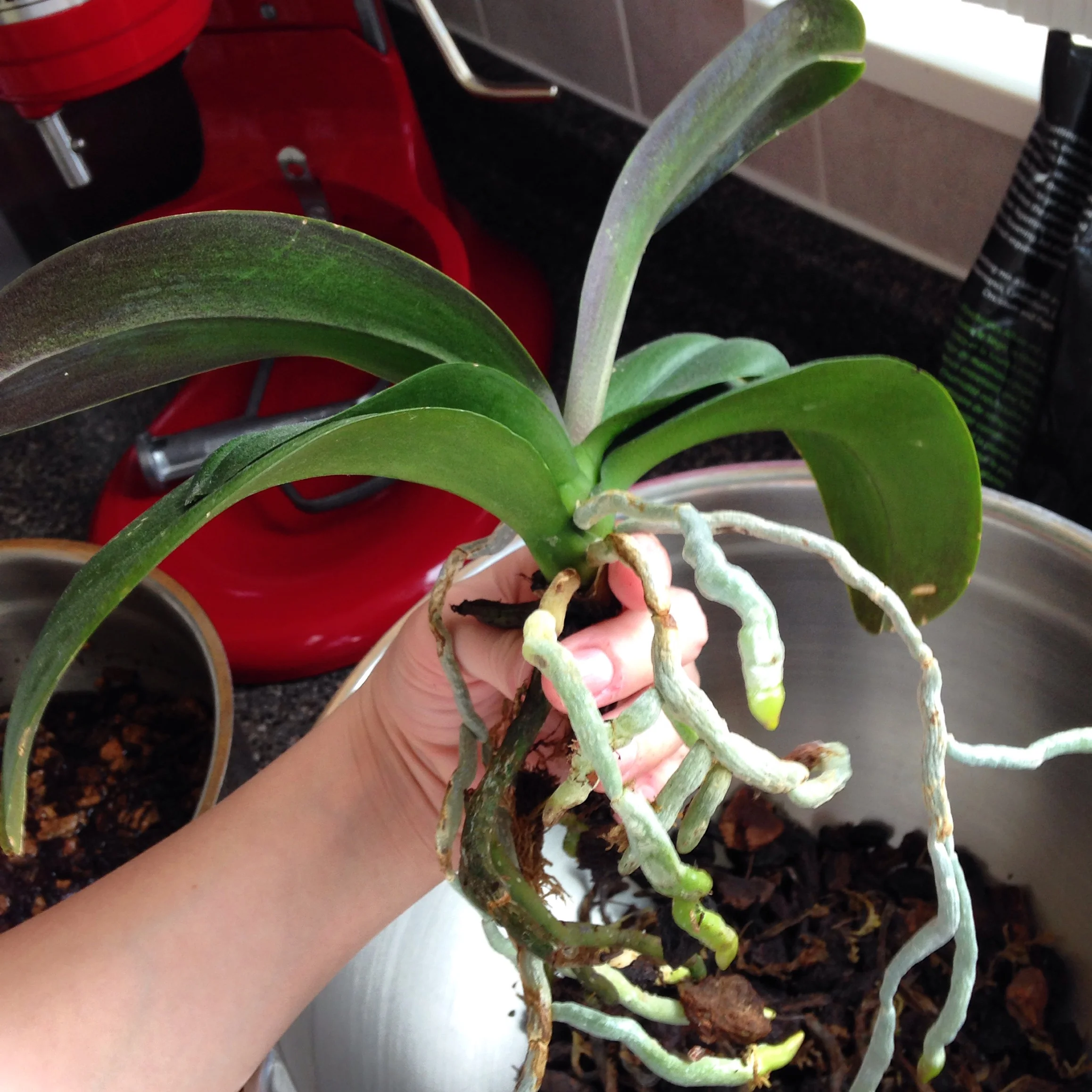 Orchid Roots look like an Ood's Moustache