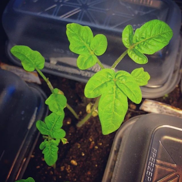 Sprouts to Seedlings 2016