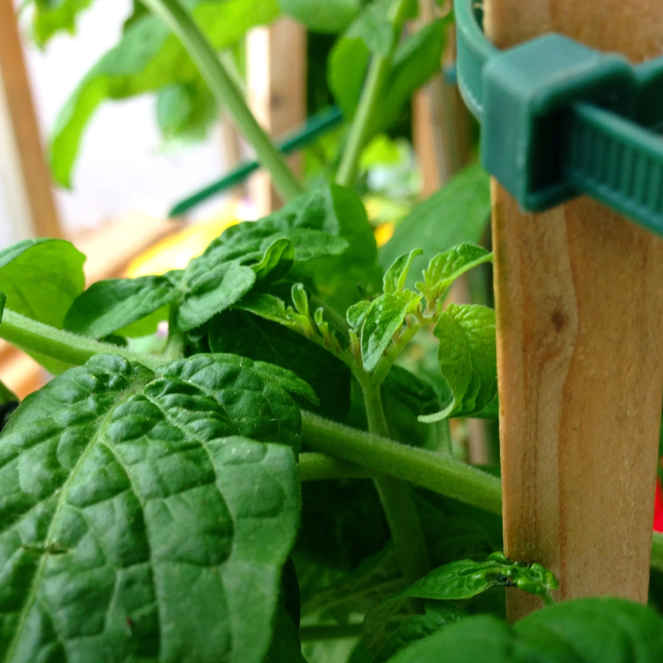 How Does Your Garden Grow?