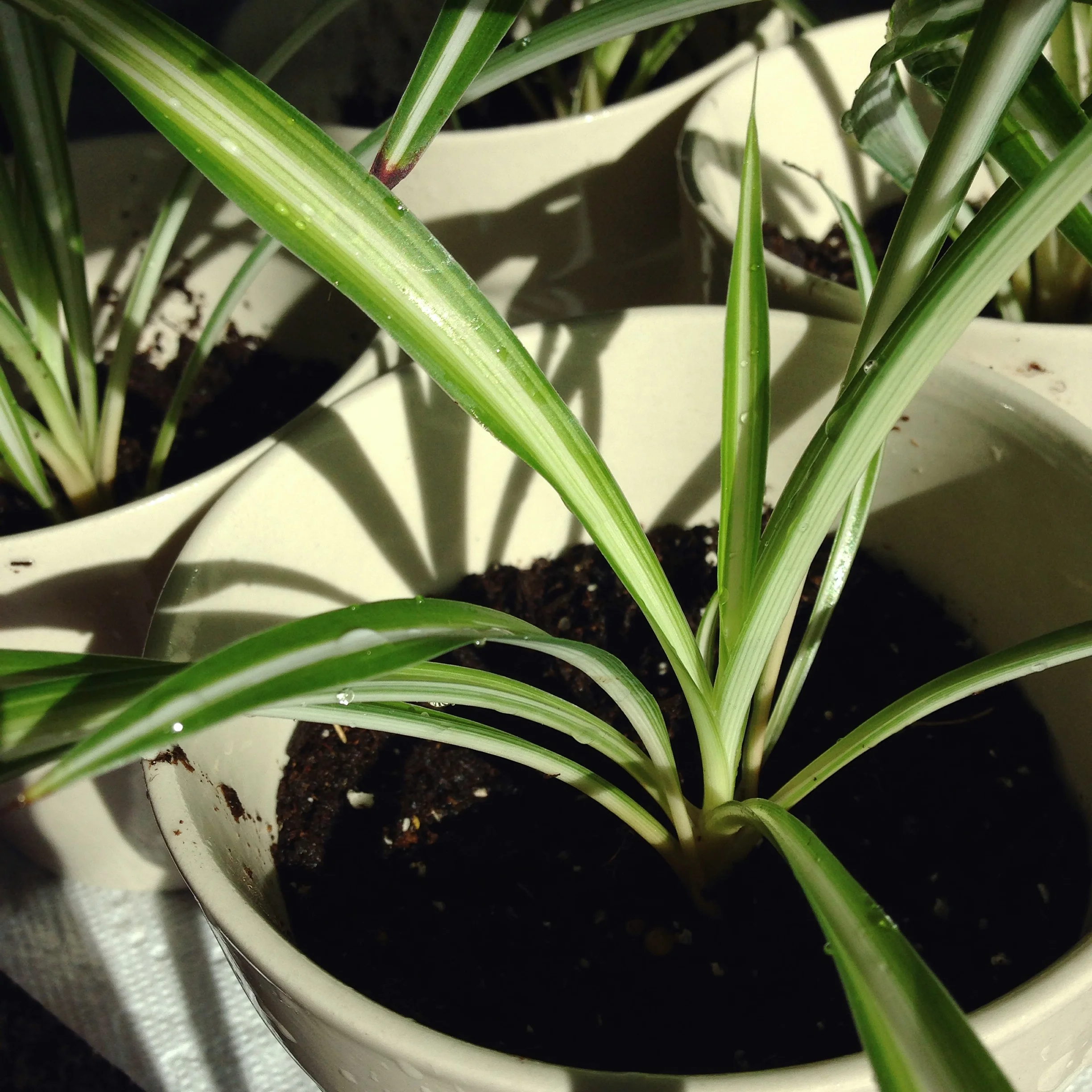 Chastity, thy name is Spider plant