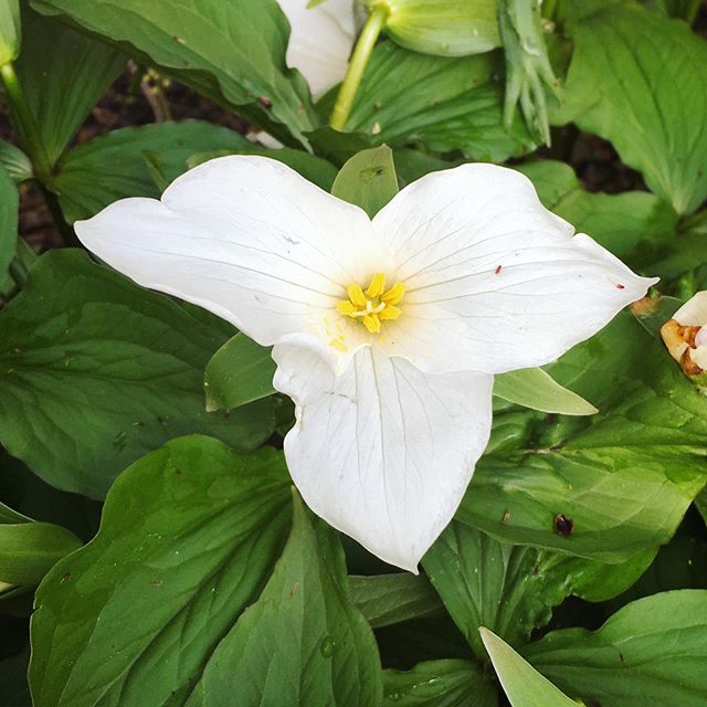 Trillium. I think I&rsquo;ll keep you ;) 💚 #trillium #gardening #flower #bloom #spring