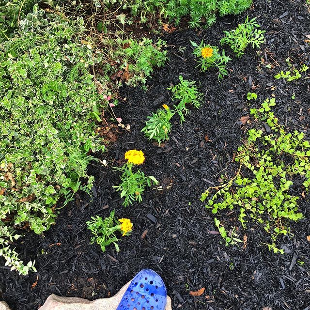 Getting that garden therapy on. 💚🌱 #gardening #cedarmulch #marigold #frontgarden #gardentherapy