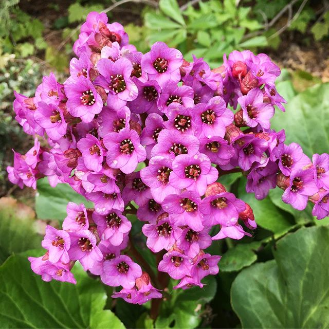 And the blossoming begins! #gardening #blossoms #flowering #spring