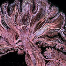 The Cambridge Handbook of the Neuroscience of Creativity