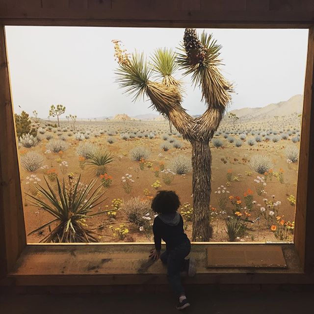 Diorama life .
:
:
#museum #art #pastel #nature #science #learning #southwest #nephew #exploring #milwaukee #hunting