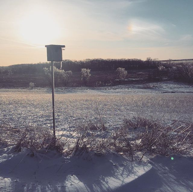 Soft winter sunset. #pastel
:
:
#marsh #bog #rural #wisconsin #beauty #wildlife #national #refuge #birdhouse #silence #peace #nature #science #reset #rejuvenation #relaxation #meditation