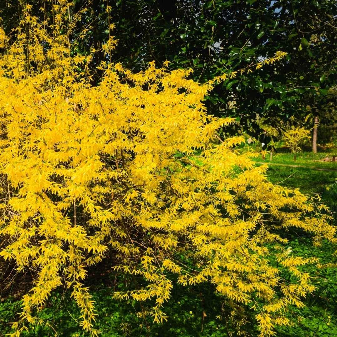 Bright yellow forsythia branches in bloom, signifying hope