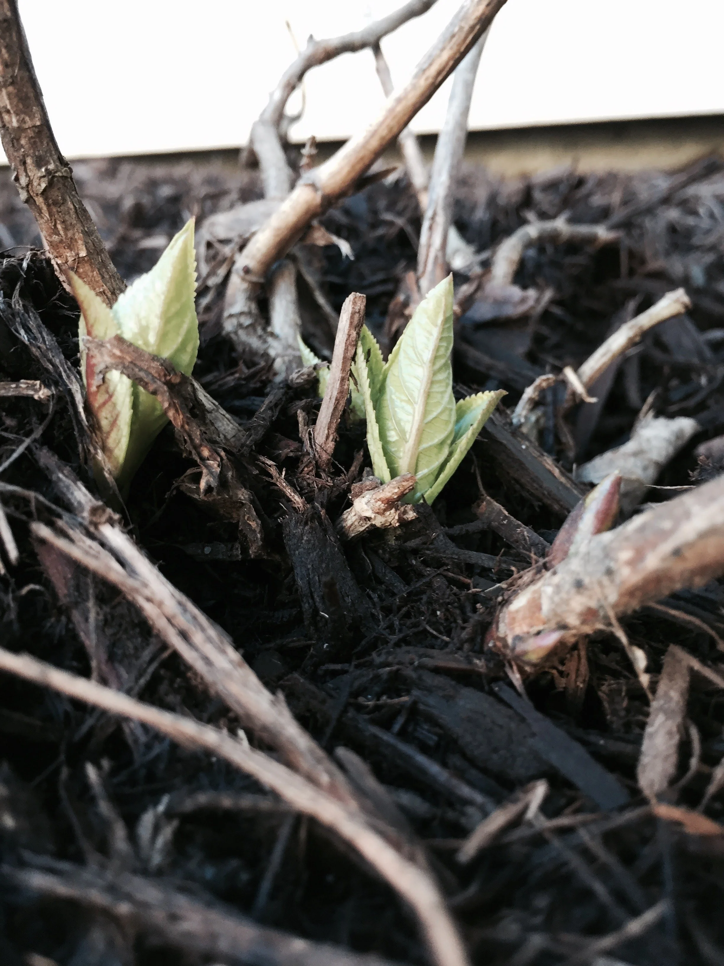 Creation Stories: How Our Beginnings Shape Who We Are