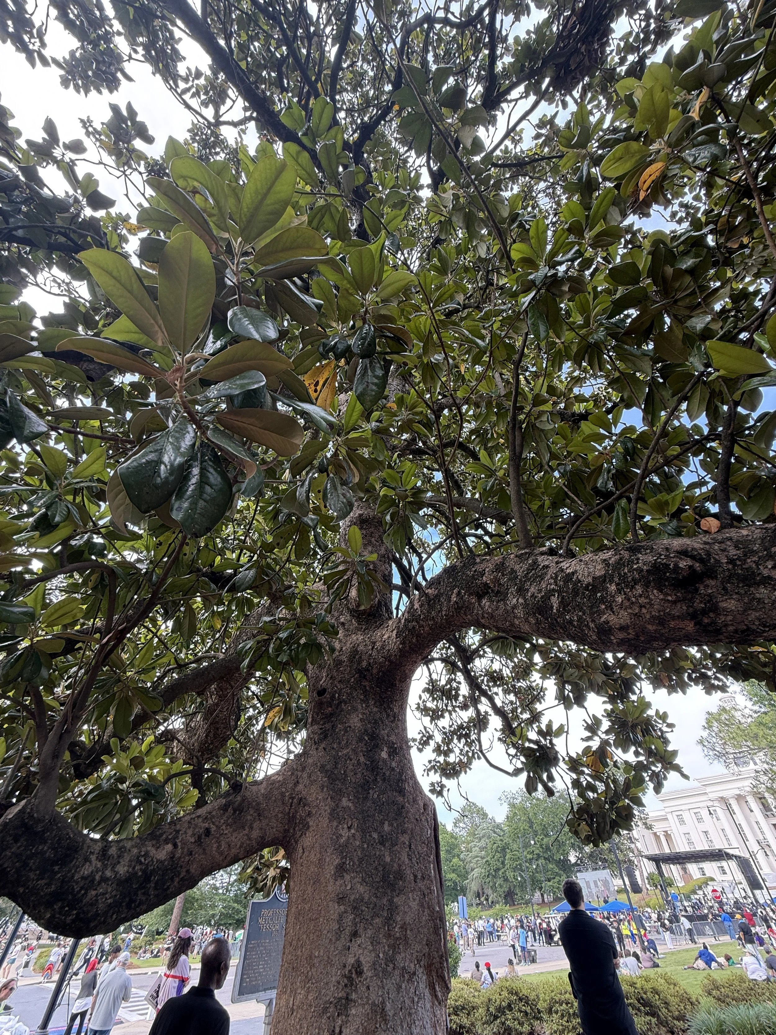 Looking up through the branches and green leaves of a magnolia tree in Montgomery, Alabama, during a summer 2026 voting rights rally
