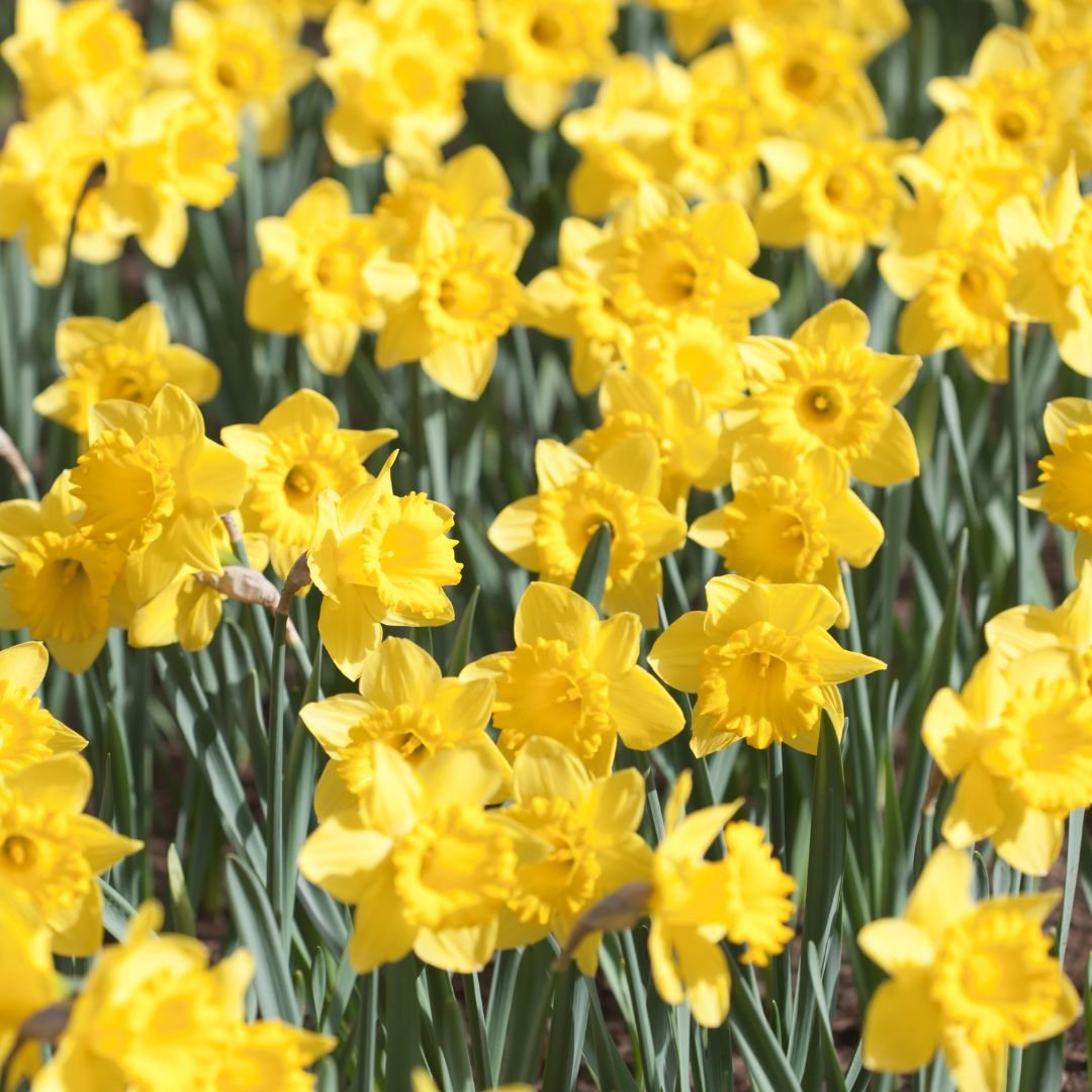 Yellow daffodils blooming in early spring, signifying hope