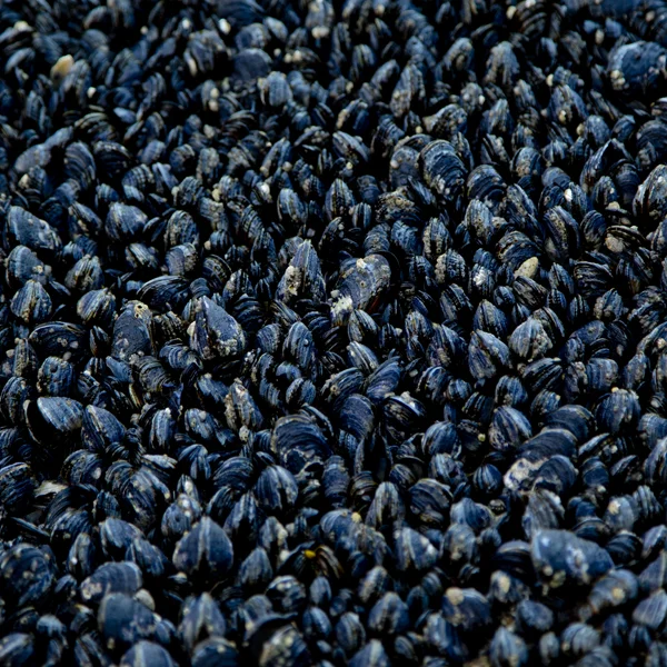 Mussels galore!
