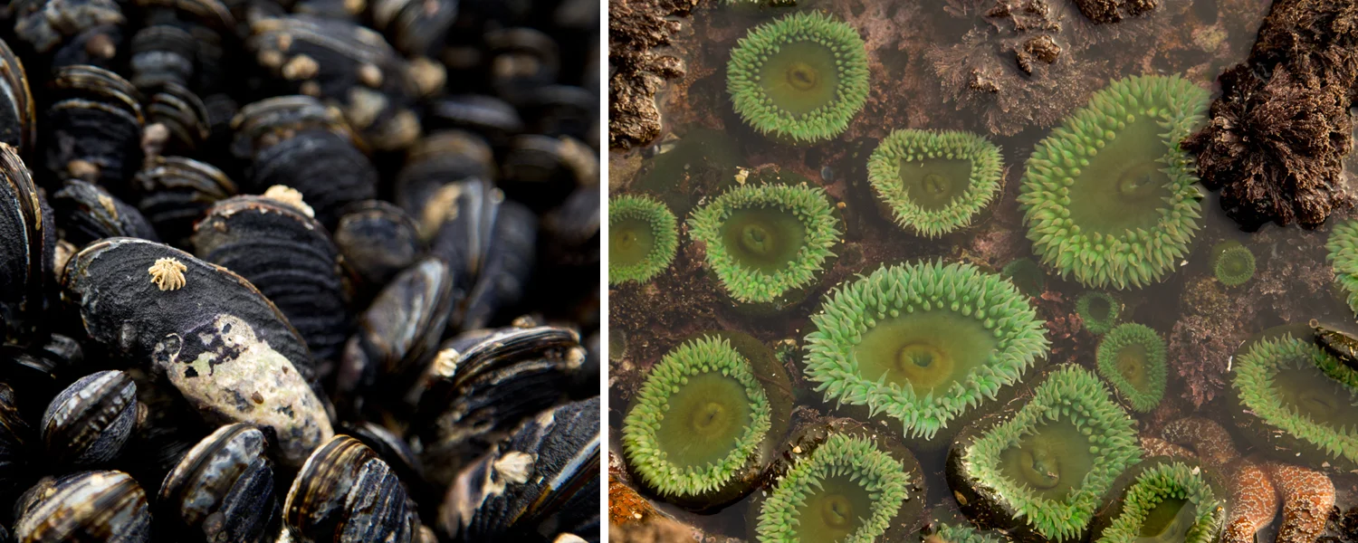 Mussels & Green Anemones near Sokol Point