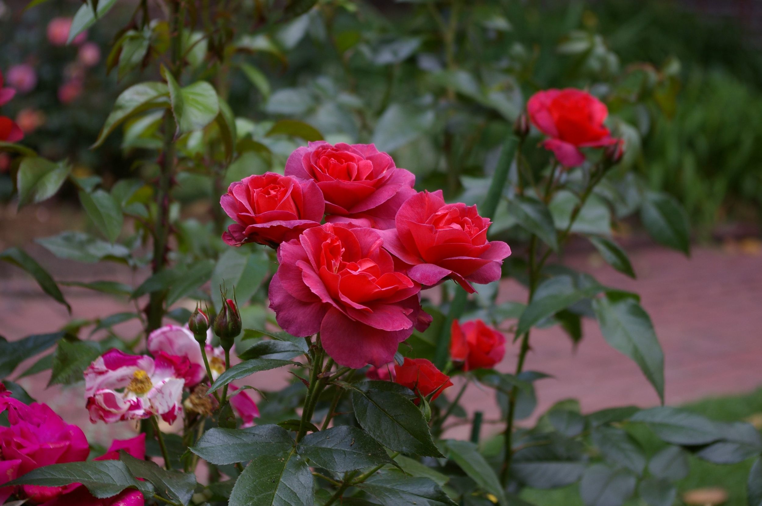 Red roses