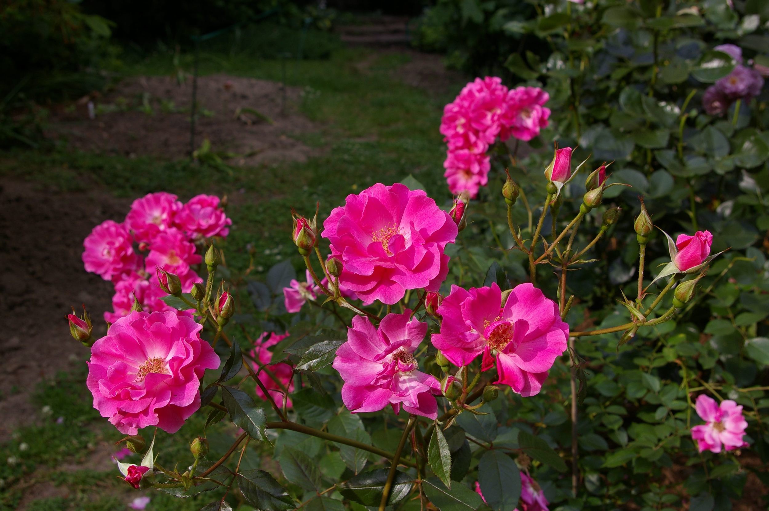 Knock-Out Shrub Roses