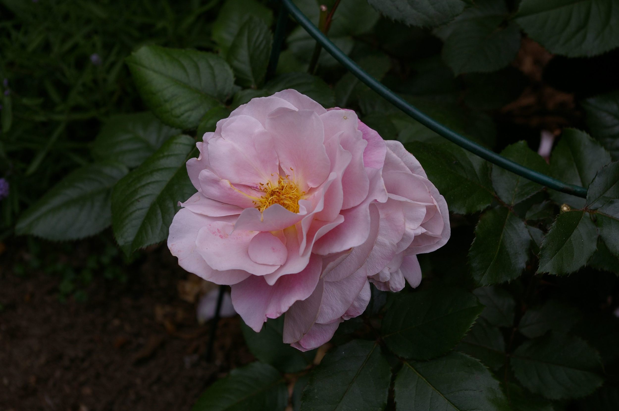 Elle Hybrid tea rose