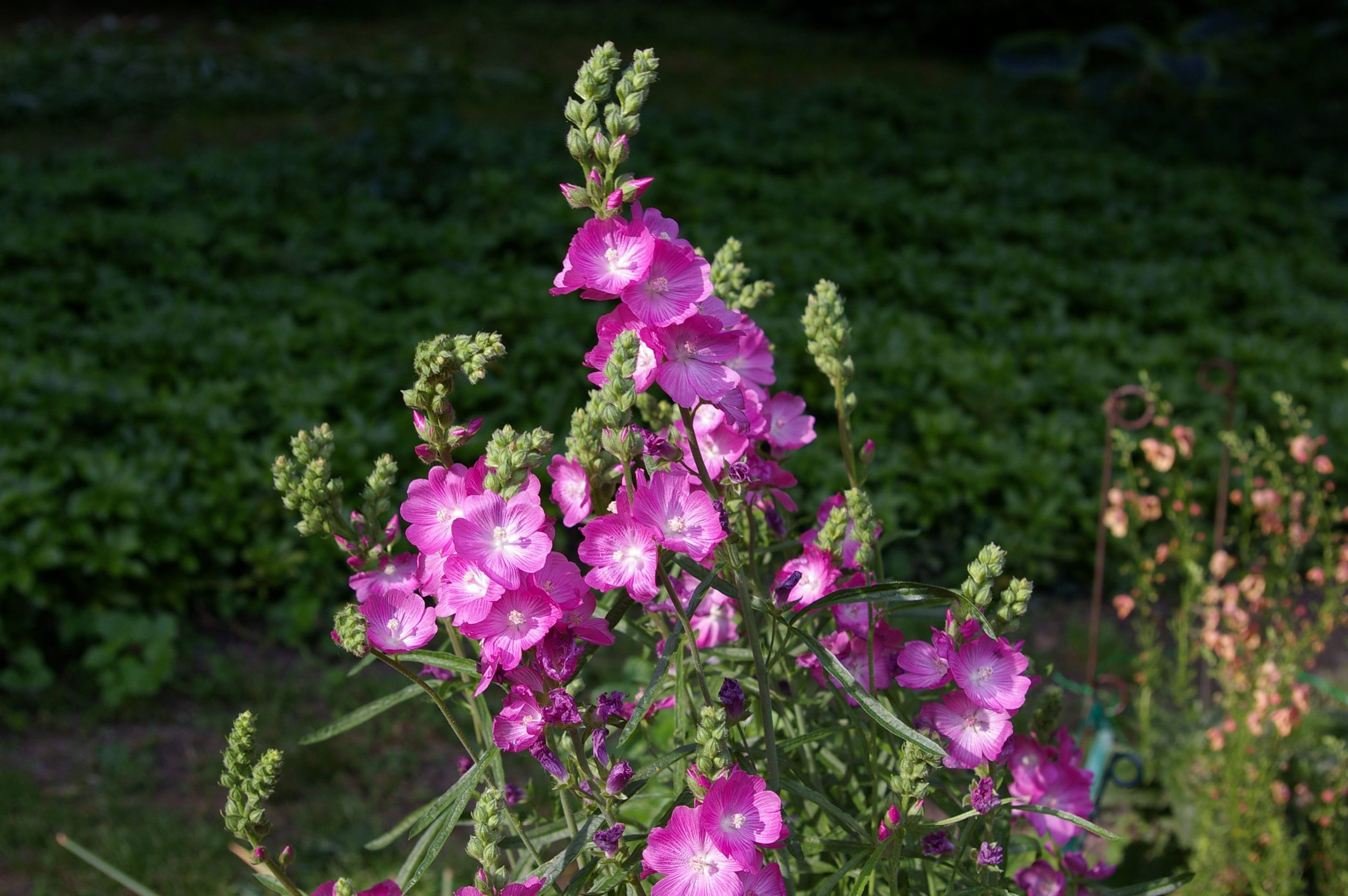 Sidalcea  (miniature holly hock)