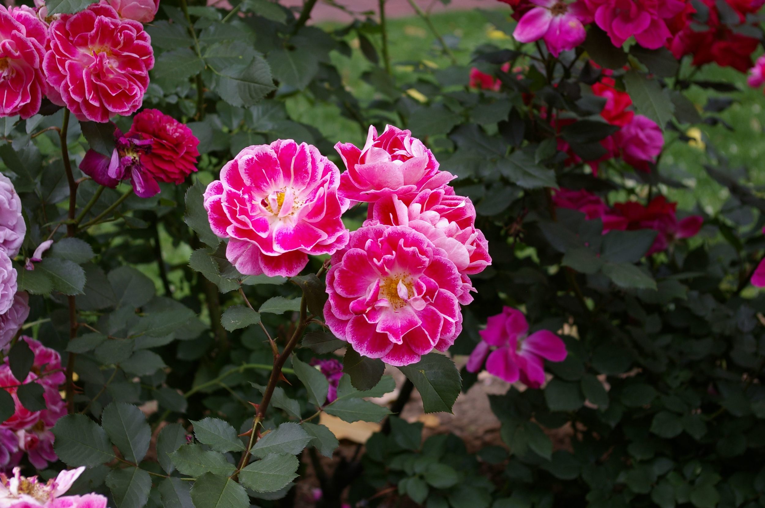 Light edged roses