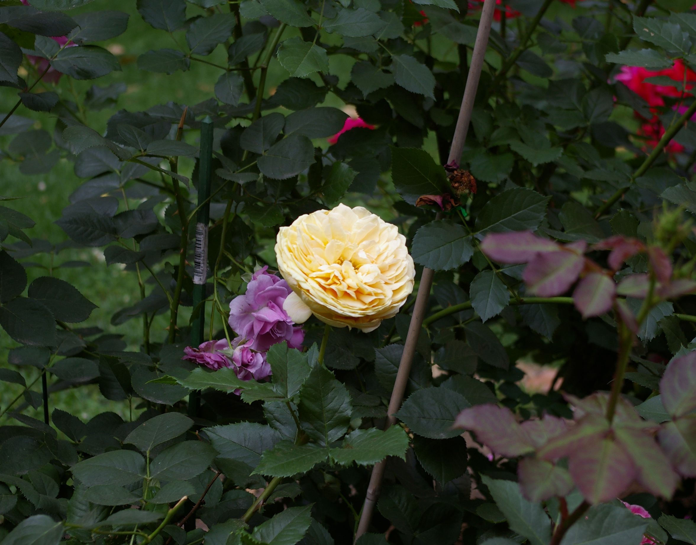 Another view of cream rose