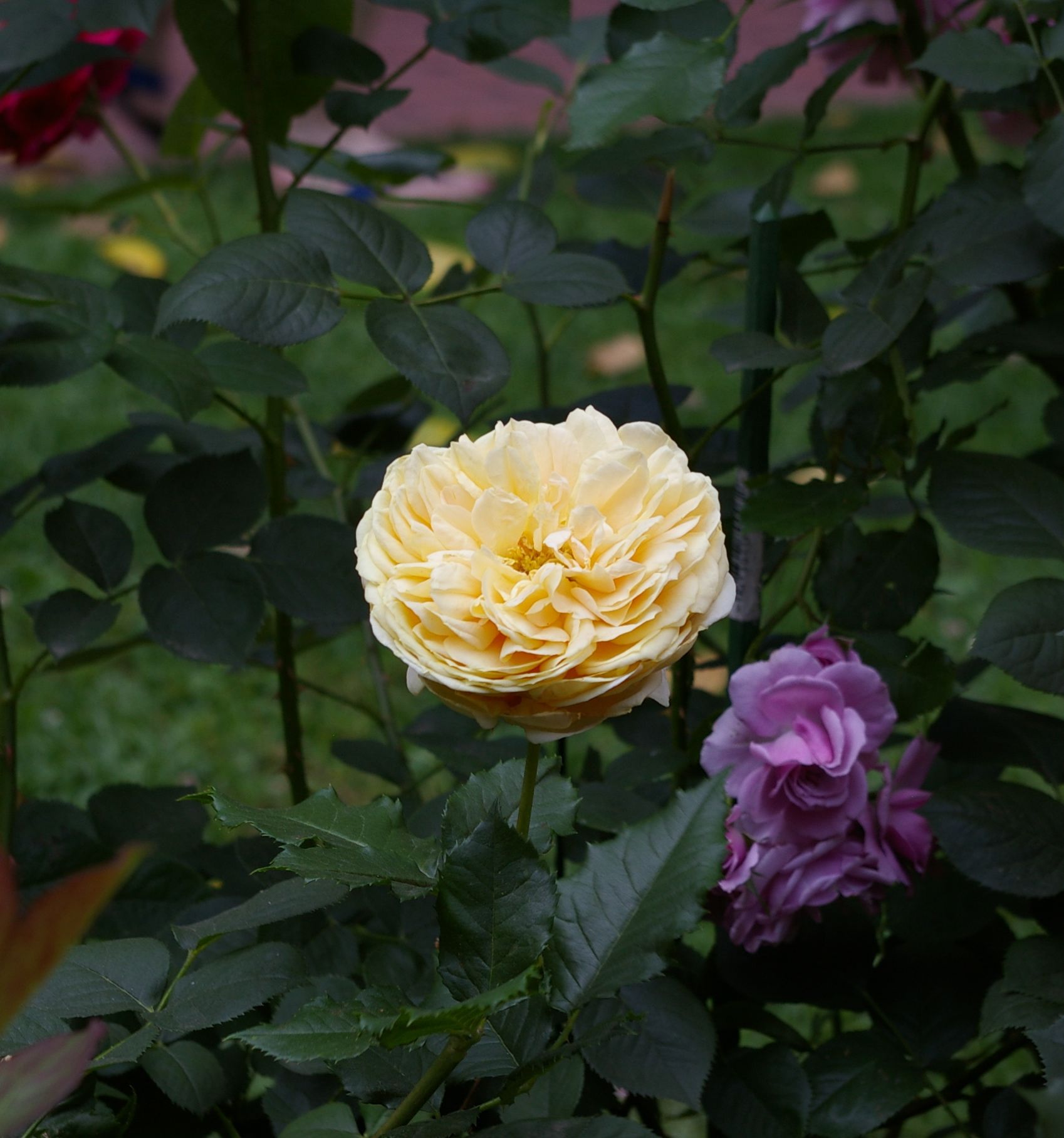 Delicate cream colored rose