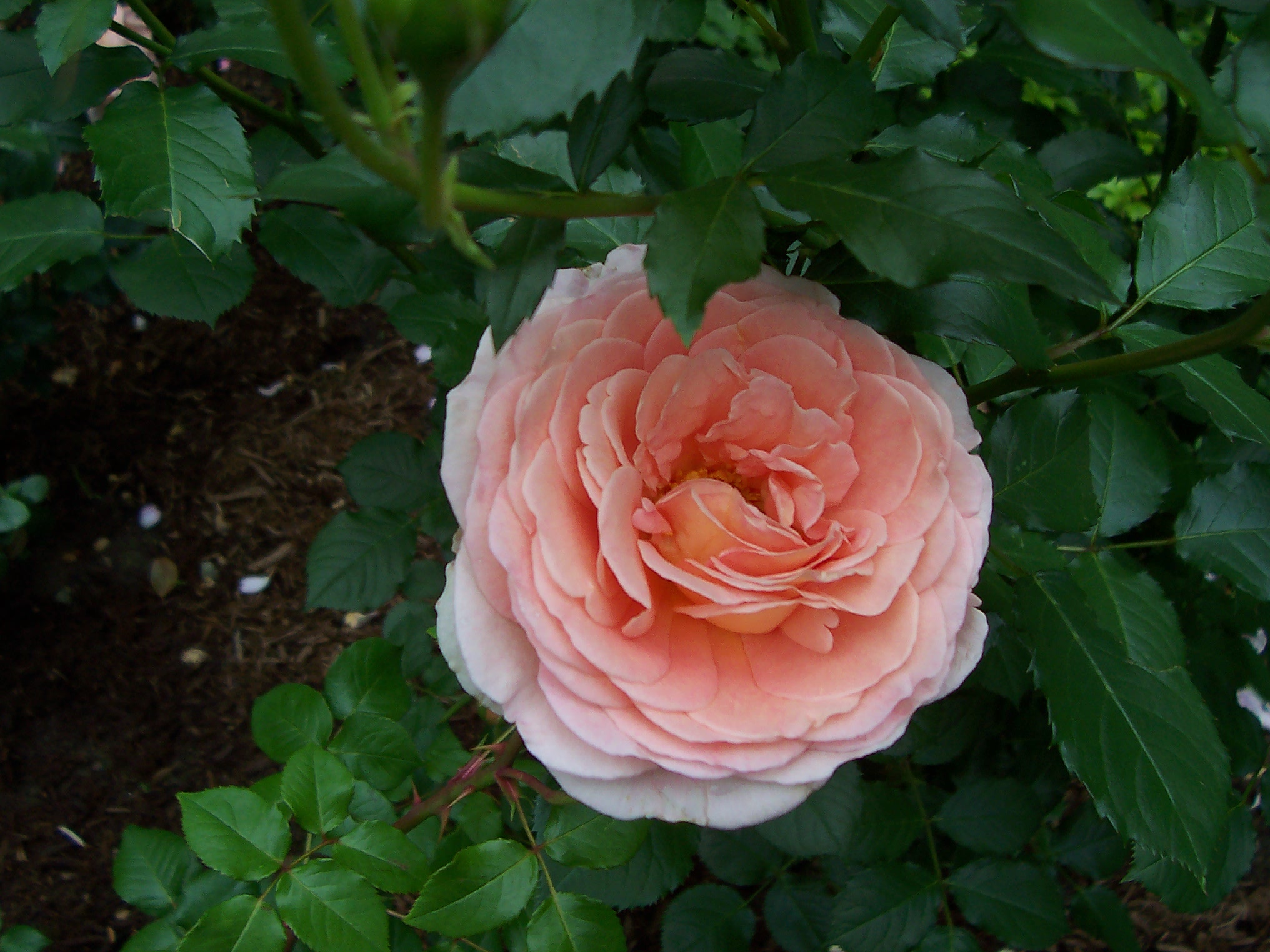 David Austin Abraham Darby rose