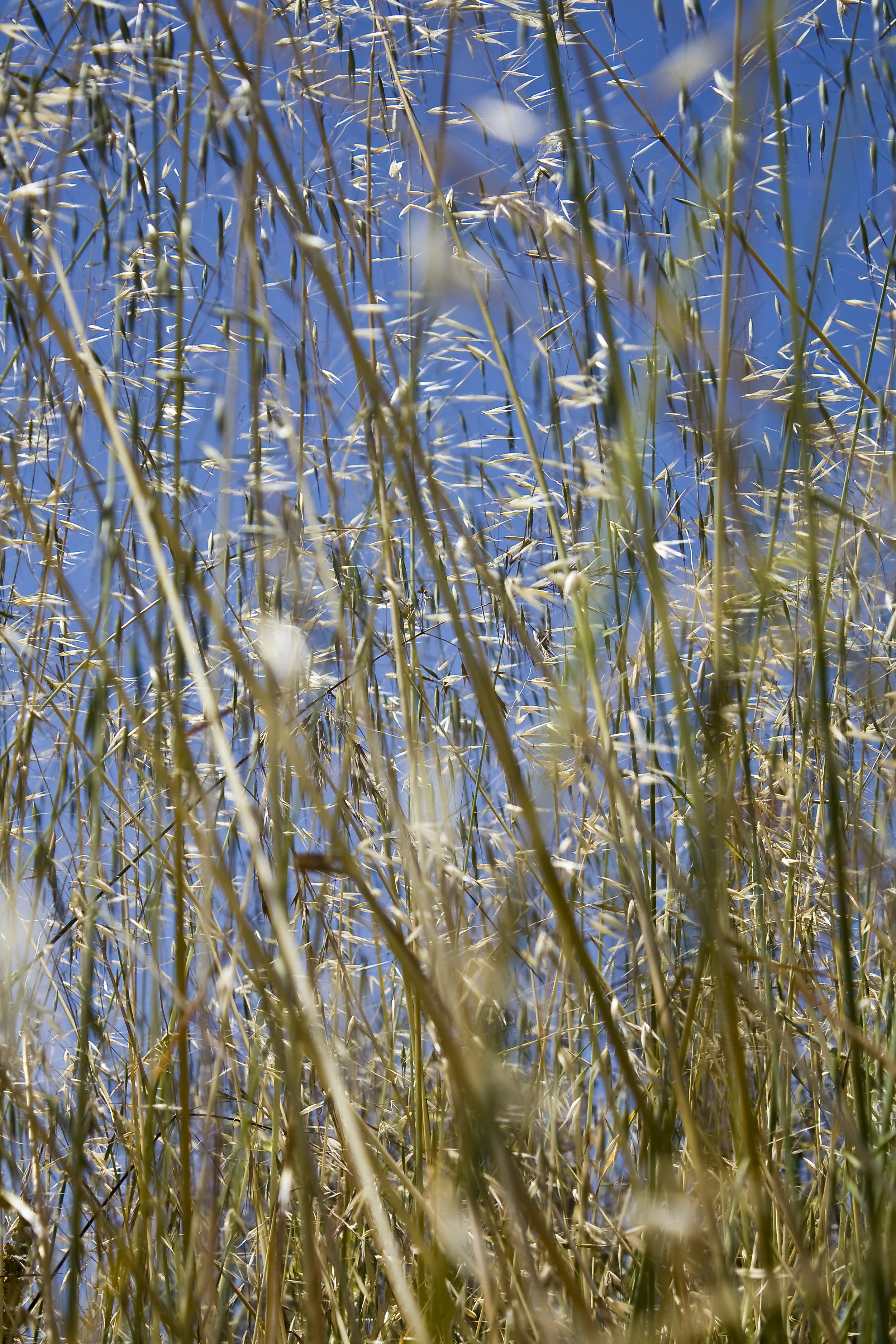 Tall Weeds | Photo by Dorey Kronick