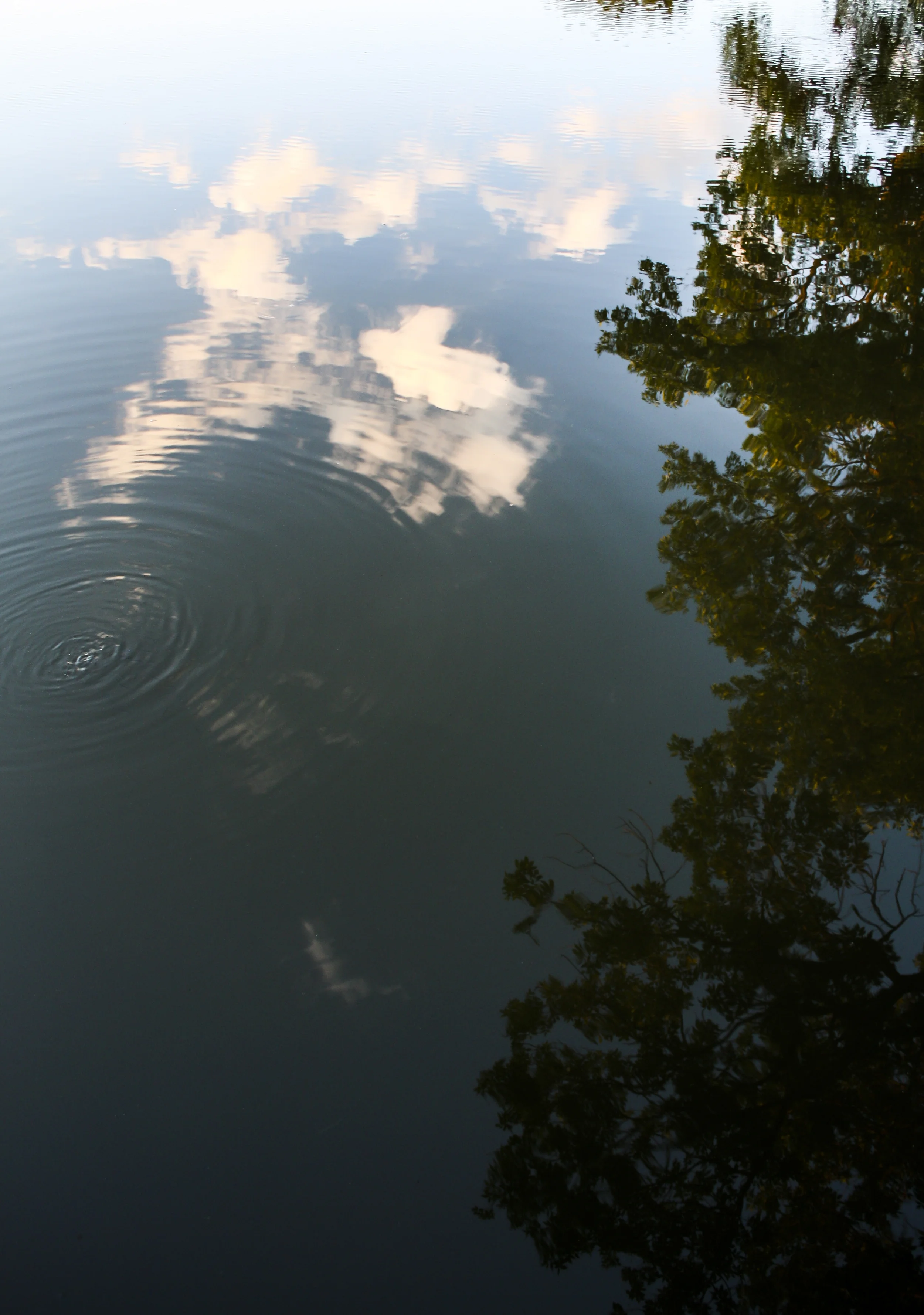 Reflection Ripple | Photo by Dorey Kronick