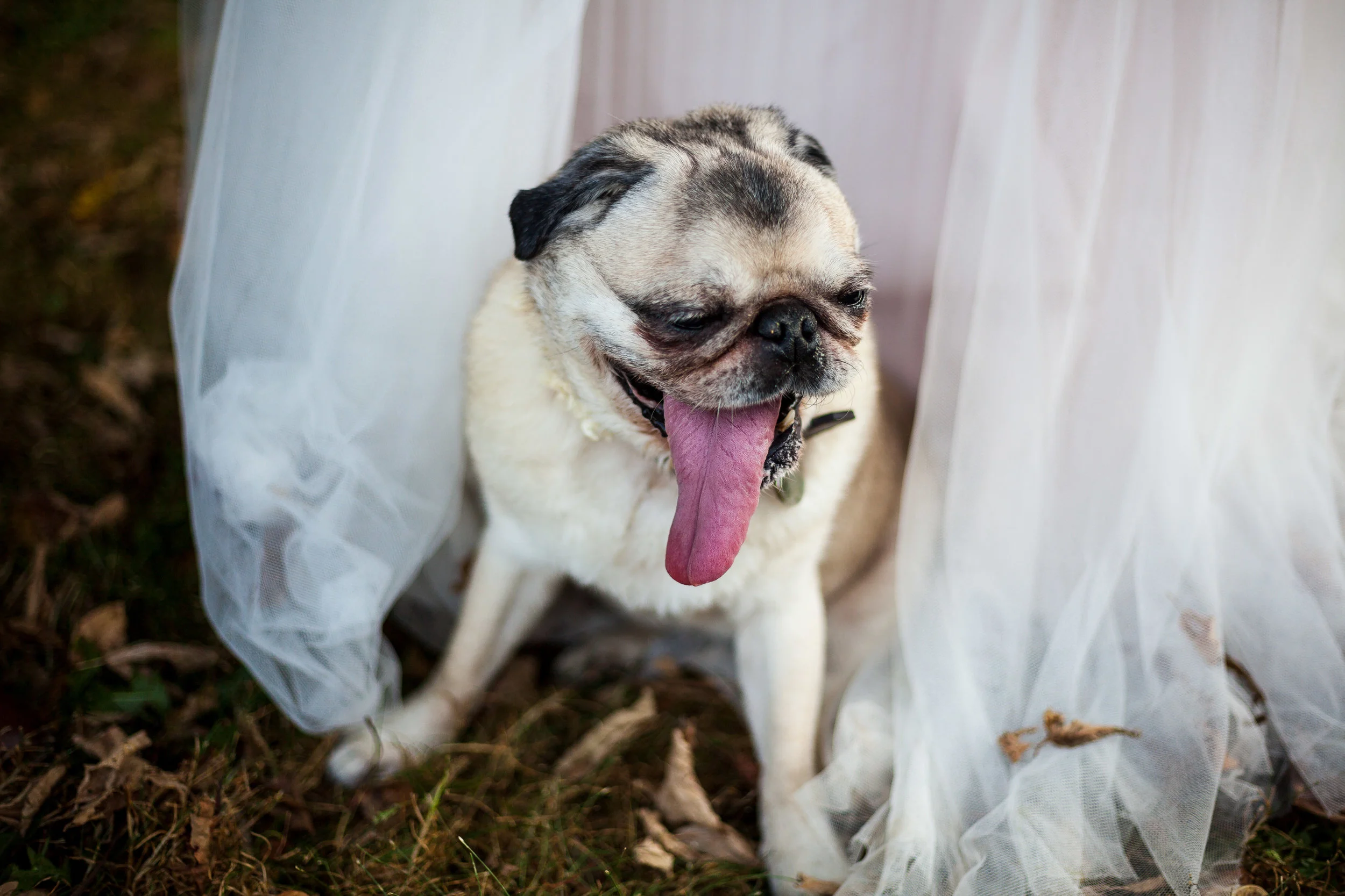 Kara & Tanous's Illinois Farm Wedding | Photo by Dorey Kronick