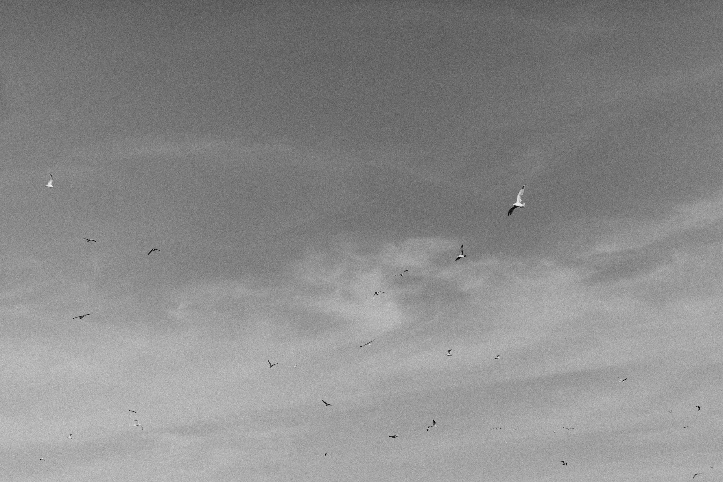 Seagulls | Photo by Dorey Kronick