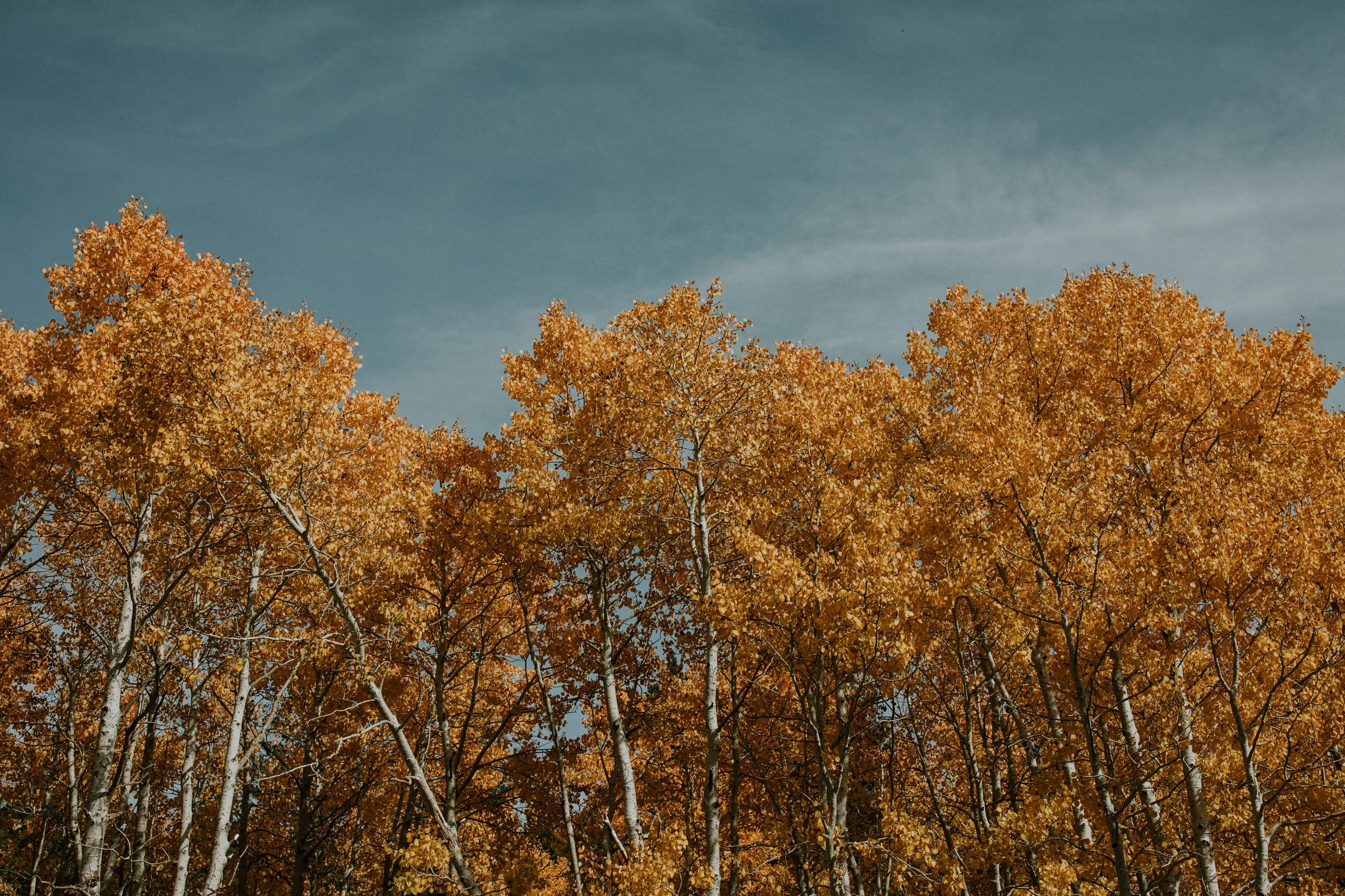 Autumn trees with golden yellow orange leaves under a partly cloudy blue sky in June Lake, CA by Dorey Kronick