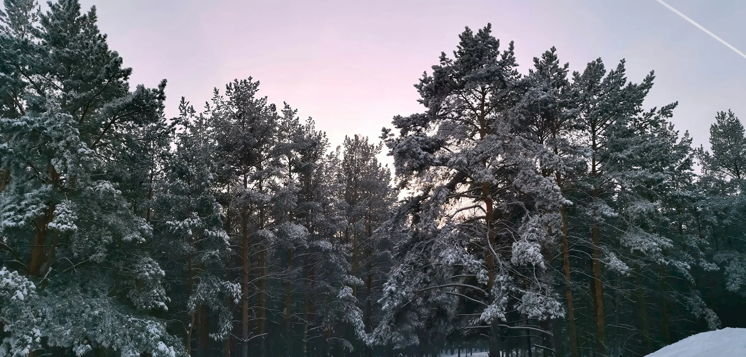 A forest in winter with sunlight rising behind it